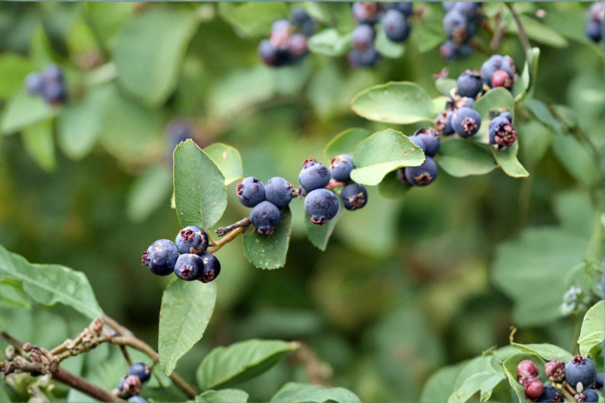 Saskatoon Serviceberry Seeds 100 Count - Amelanchier alnifolia - Deciduous Shrub with Edible Berries - Garden Planting