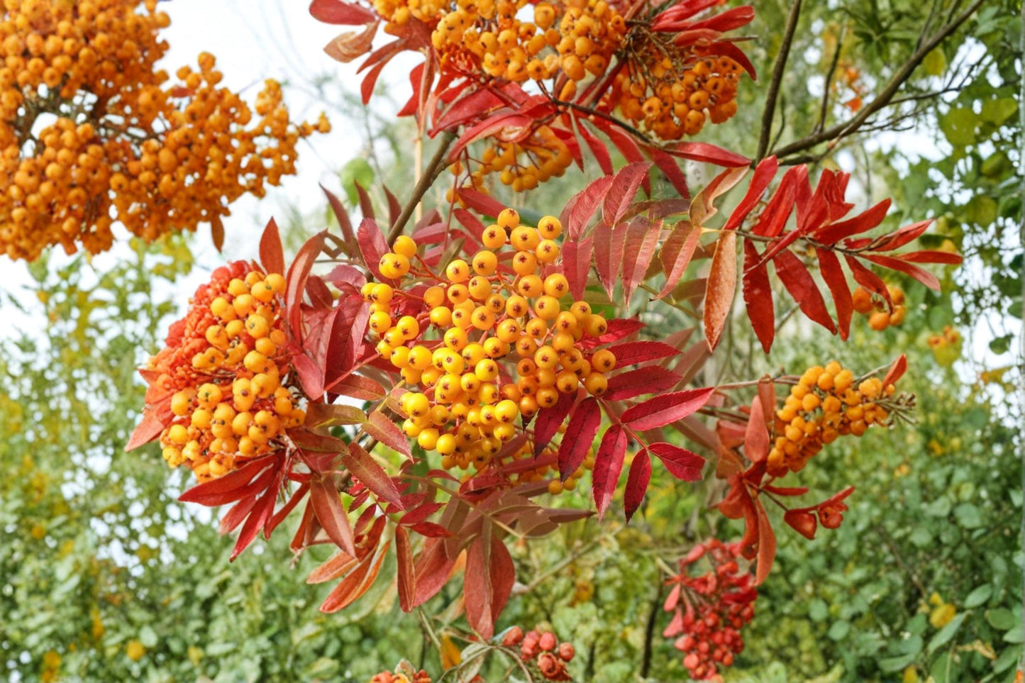 Mountain Ash Seeds - 50 Count - Sorbus aucuparia - Deciduous Tree with White Flowers & Red Berries for Garden & Landscape