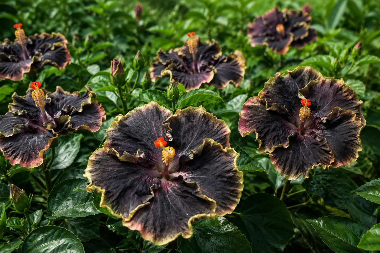 Rare Hibiscus Seeds 30pcs Non-GMO Heirloom Hibiscus rosa-sinensis for Home Gardening