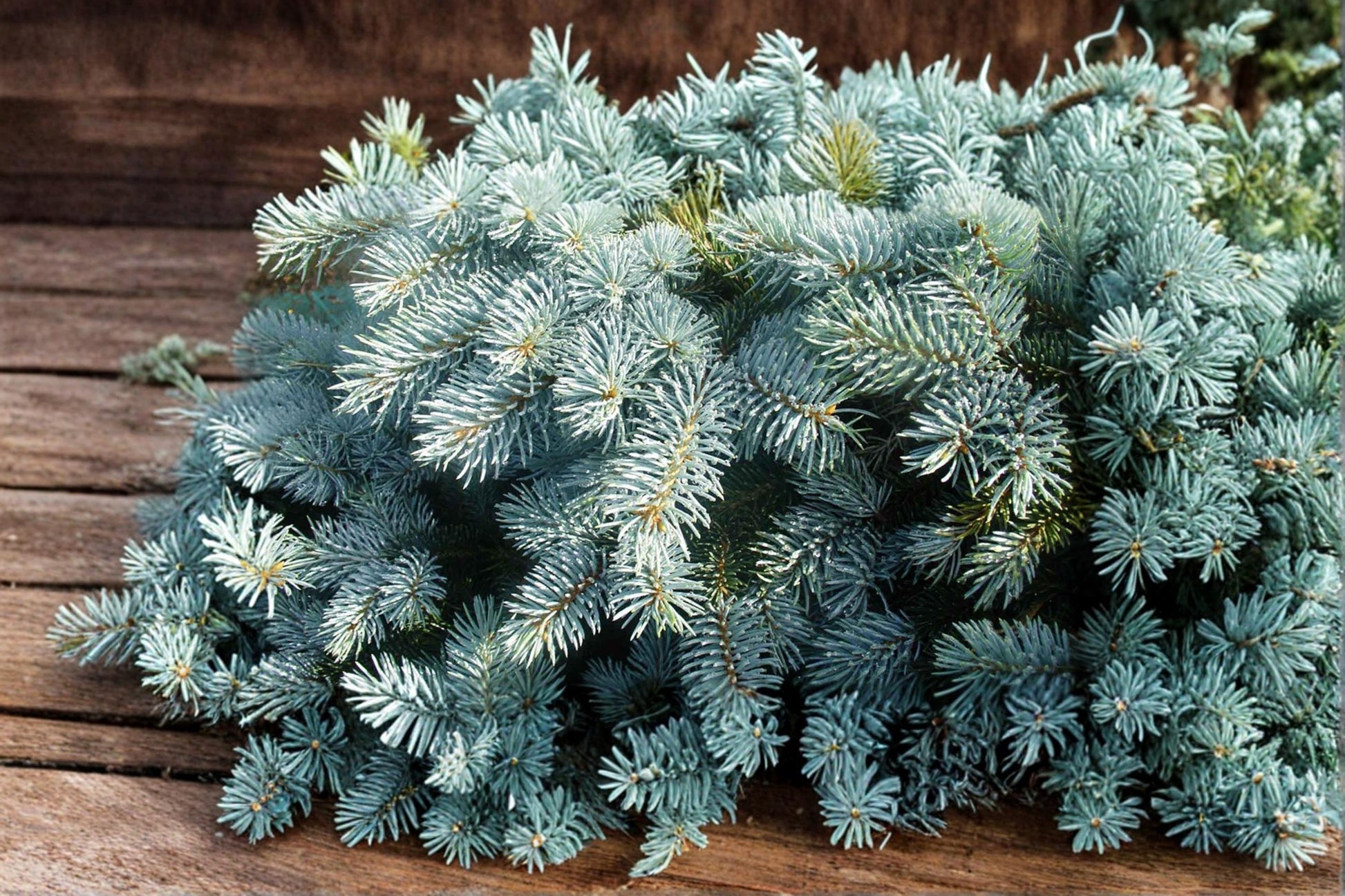 Blue Spruce Seeds 30 Count - Picea pungens - Evergreen Conifer for Landscaping and Gardens, Cold Hardy Tree Seeds