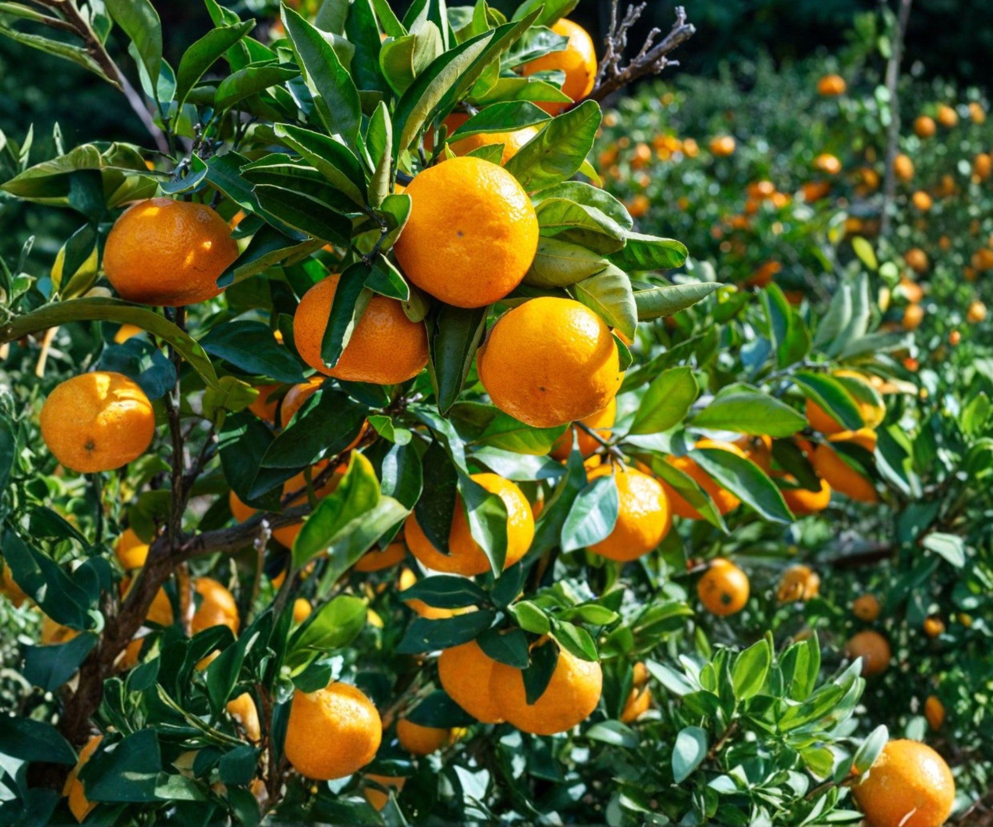 Live Satsuma Mandarin Seedling 4"-10" Sweet Cold Hardy Citrus Tree (Citrus unshiu) Bare Root for Home Gardens