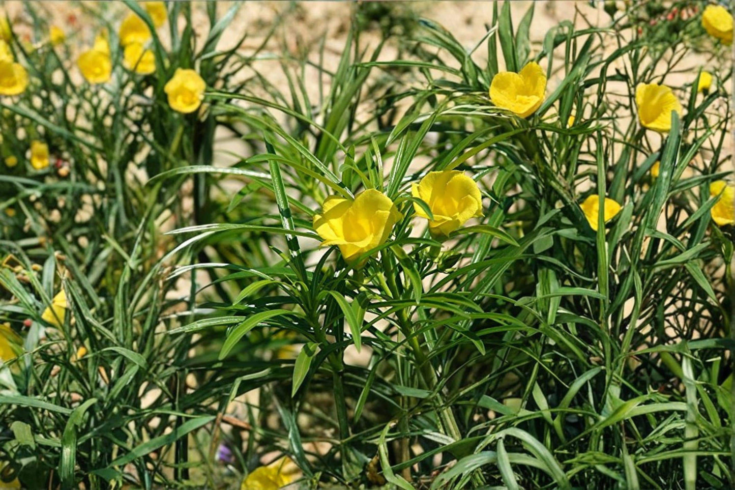 Lucky Nut Seeds - 5 Seeds - Tropical Ornamental Shrub with Yellow Flowers - Thevetia peruviana - Ideal for Warm Climates