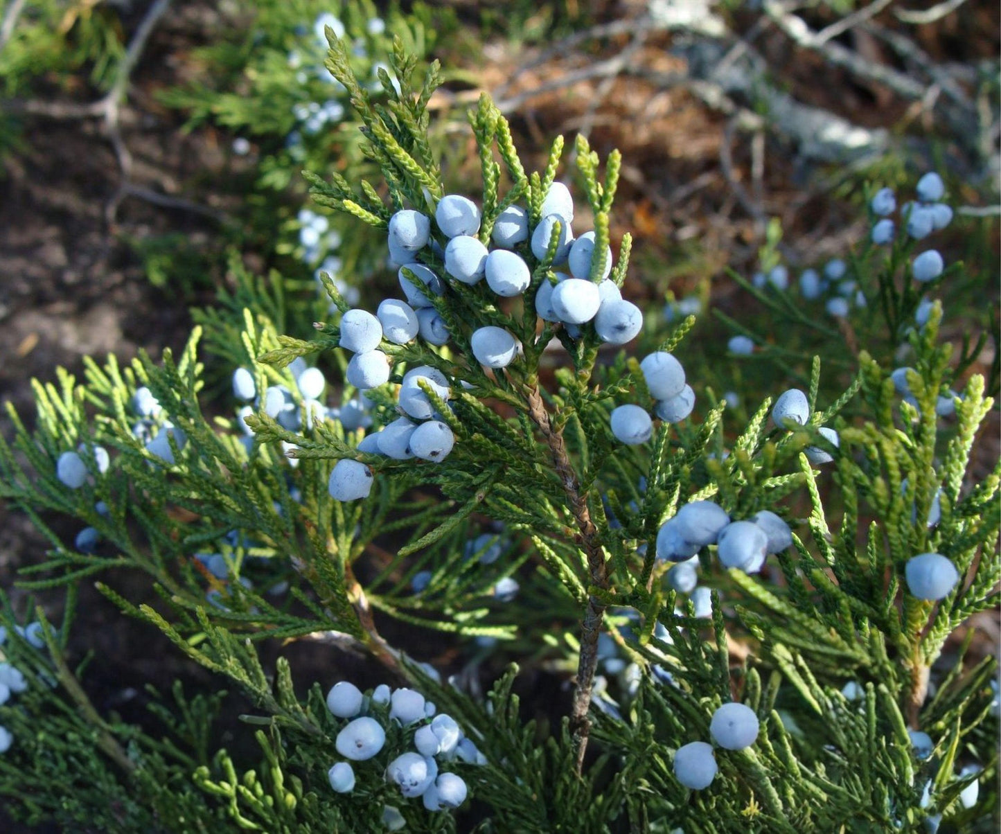 Eastern Red Cedar Juniper Seedlings - 10 Live Bare Root Evergreens for Bonsai & Landscaping - Juniperus virginiana