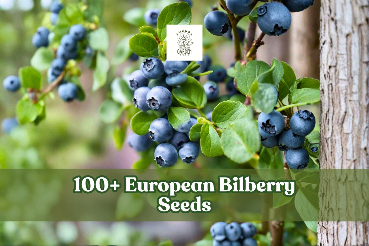 European Bilberry Seeds 100+ Count, Lowbush Blueberry, Vaccinium myrtillus, Rare Woodland Plant for Cool Climates