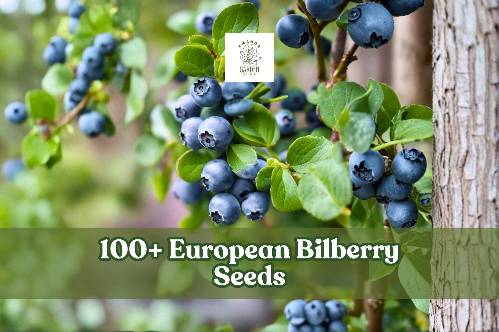 European Bilberry Seeds 100+ Count, Lowbush Blueberry, Vaccinium myrtillus, Rare Woodland Plant for Cool Climates