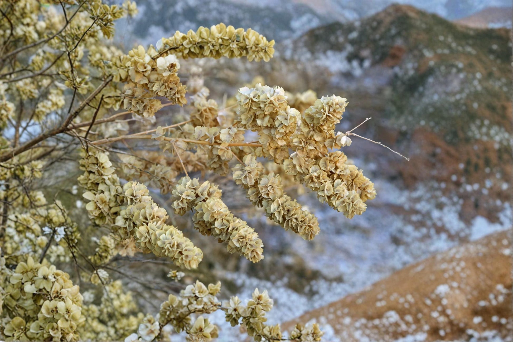 Fourwing Saltbush Seeds - 50 Count - Atriplex canescens - Drought-Tolerant Native Shrub for Xeriscape and Wildlife Gardens