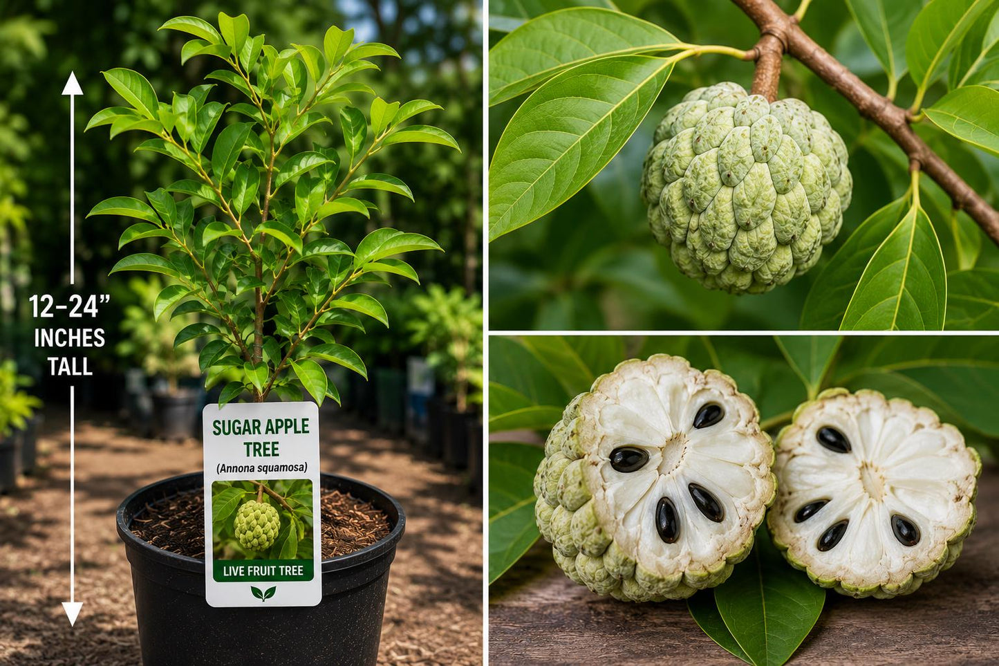 Sugar Apple Live Fruit Tree 12-24 Inches - Annona squamosa - Tropical Fruit Plant - Sweet Delicious Variety