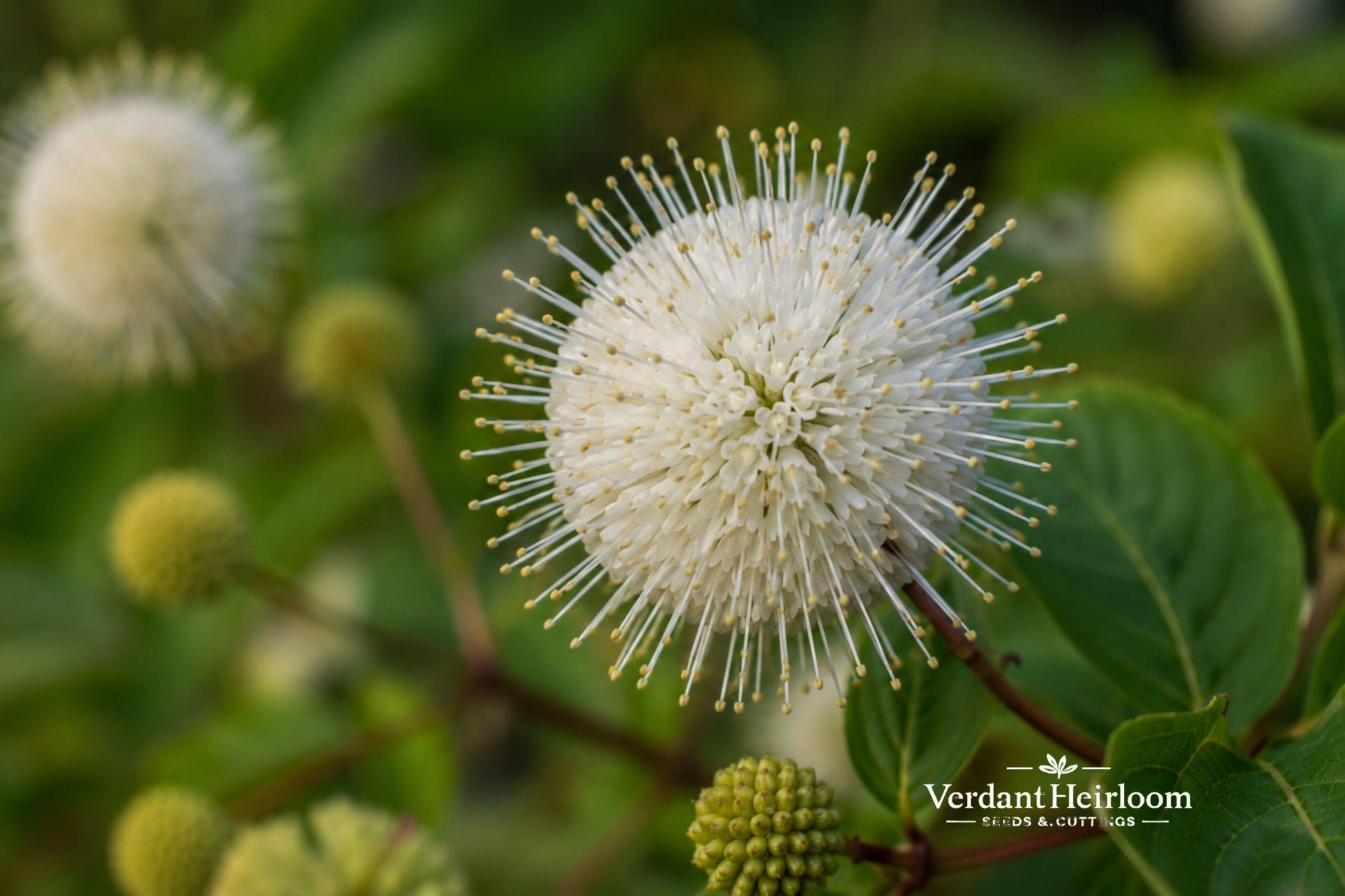 Buttonbush Bare Root Shrub 12-24 in – Cephalanthus occidentalis – Native Flowering Plant for Wet Soil, Wildlife Friendly