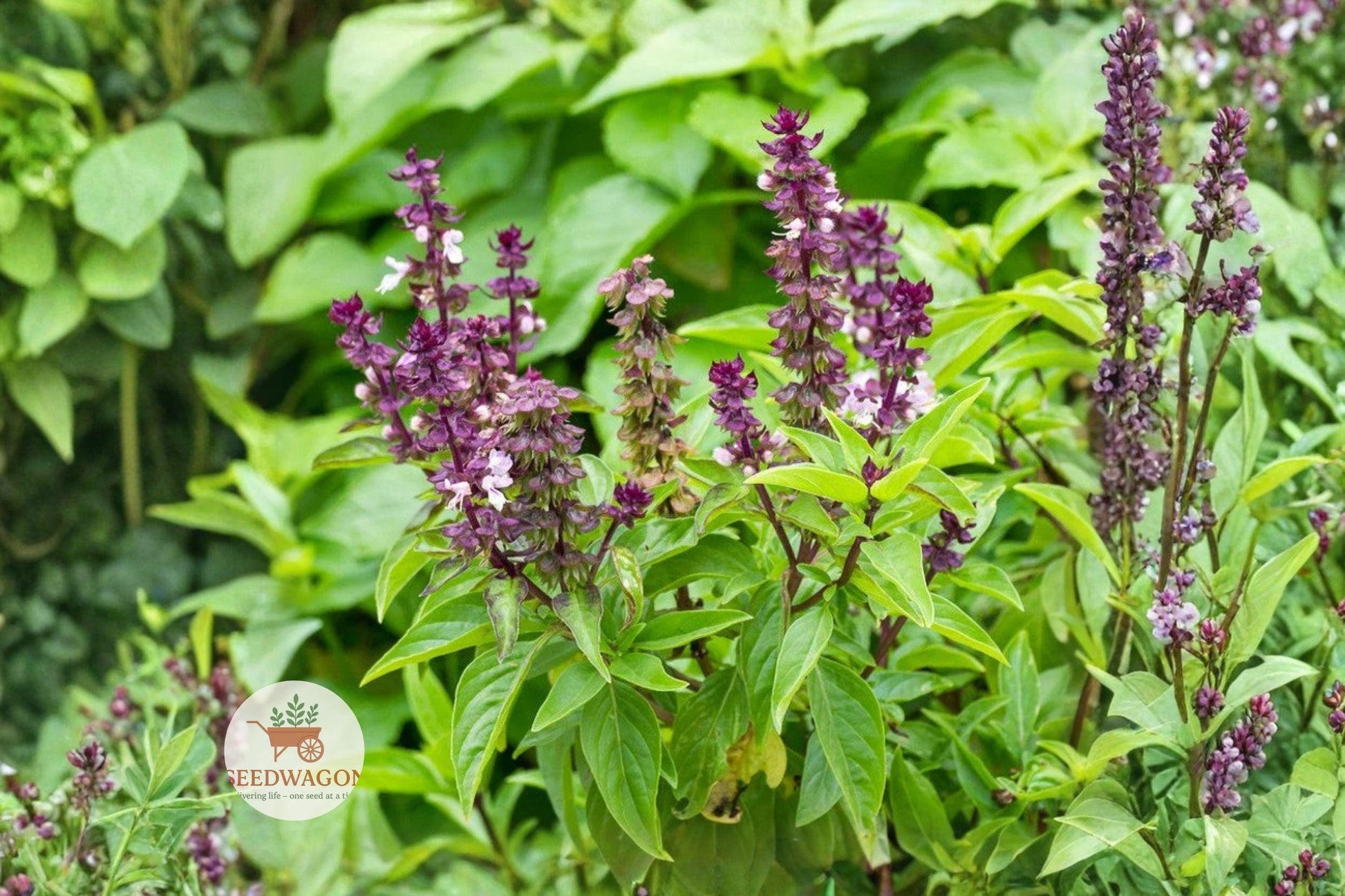 Licorice Basil Seeds - 50 Non-GMO Seeds - Aromatic Culinary Herb - Ocimum basilicum - Sweet Anise Flavor for Gardens