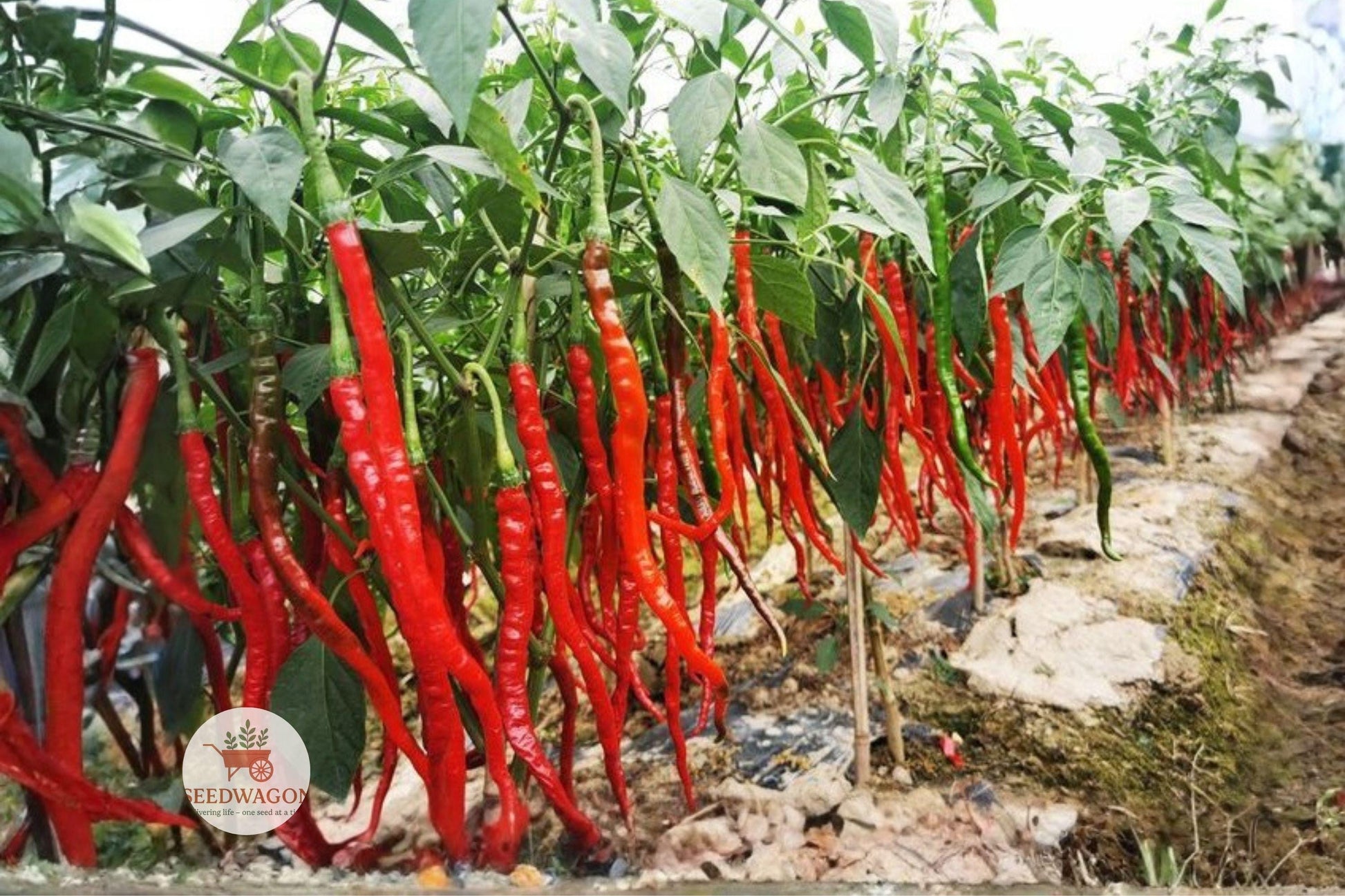 Heirloom Hot Pepper Seed Mix - 7 Varieties for Spicy Gardens - Capsicum annuum - Ideal for Containers & Vegetable Gardens