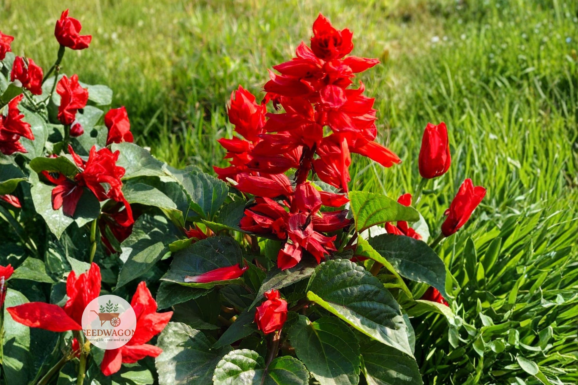 Scarlet Sage Seeds 50 Pack - Red Wildflower, Pollinator Friendly, Salvia Coccinea, Heirloom Flower Seeds for Garden