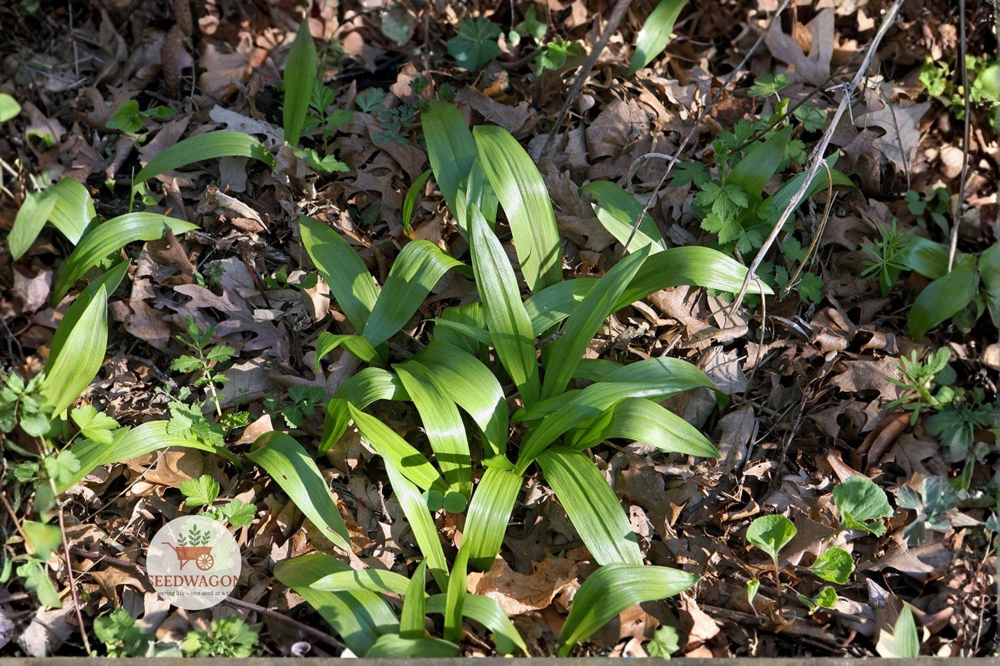 Wild Leek Seeds - 10 Heirloom Ramps (Allium tricoccum) - Perennial Edible Herb for Woodland Gardens, Mild Onion-Garlic Flavor