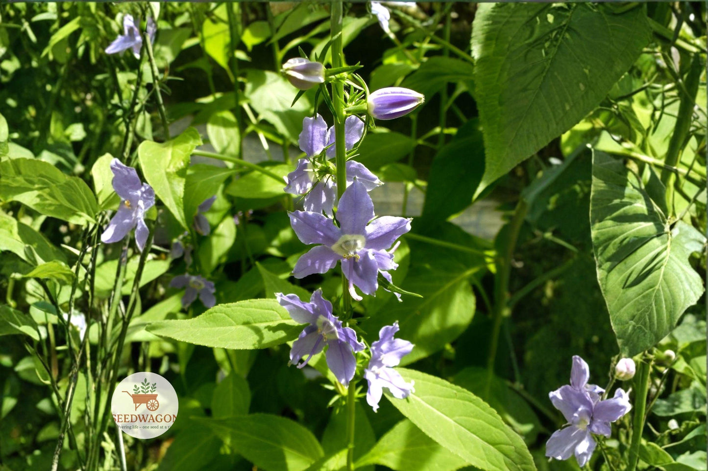 Tall Bellflower Seeds - 100 Pack - Blue Violet Native Wildflower - Campanula americana - Pollinator Friendly Garden Plant