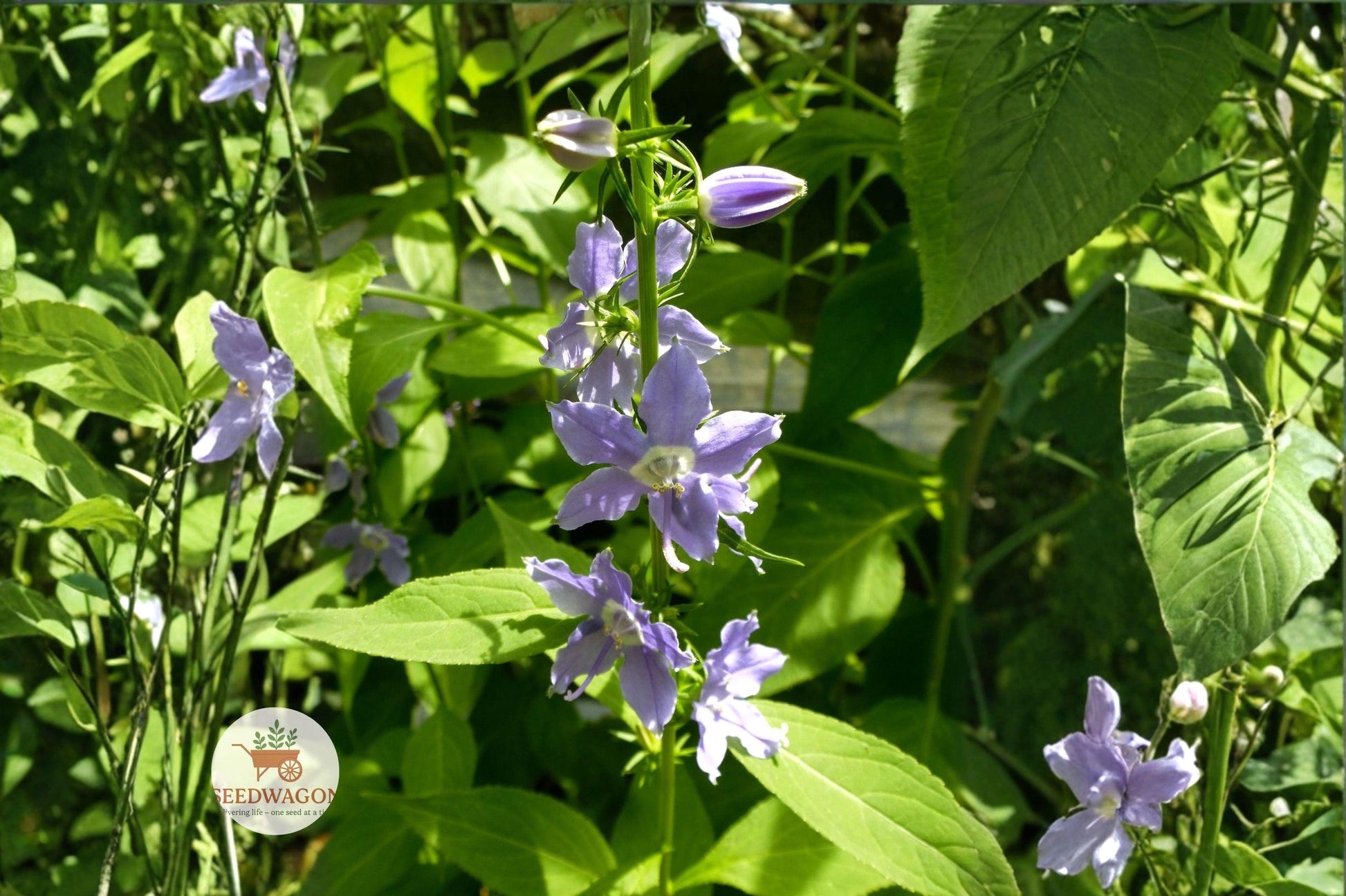 Tall Bellflower Seeds - 100 Pack - Blue Violet Native Wildflower - Campanula americana - Pollinator Friendly Garden Plant