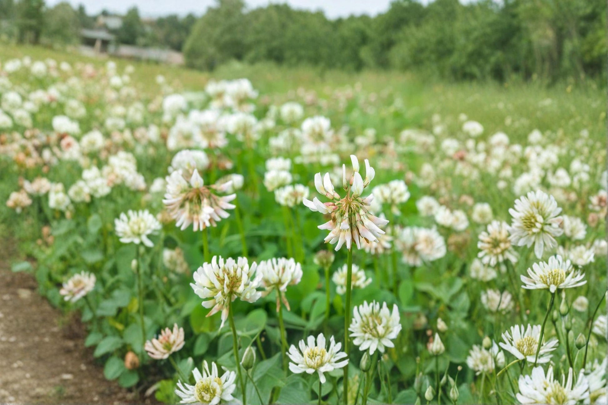 Dutch White Clover Seeds for Planting - Trifolium repens - Perennial Ground Cover for Lawns, Landscapes, and Erosion Control