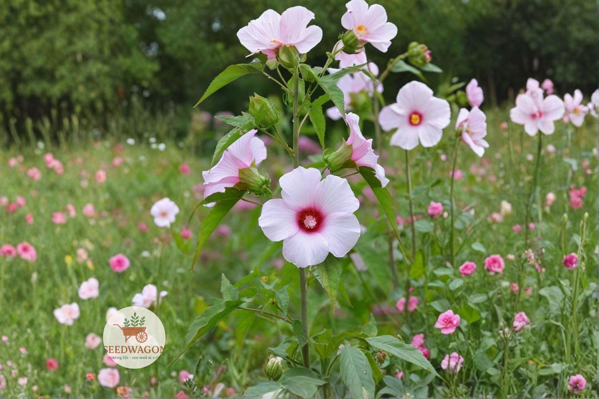 Rose Mallow Seeds, 20 Count, Native Hardy Hibiscus Flower, Hibiscus militaris, Pollinator Friendly, Perfect for Rain Gardens