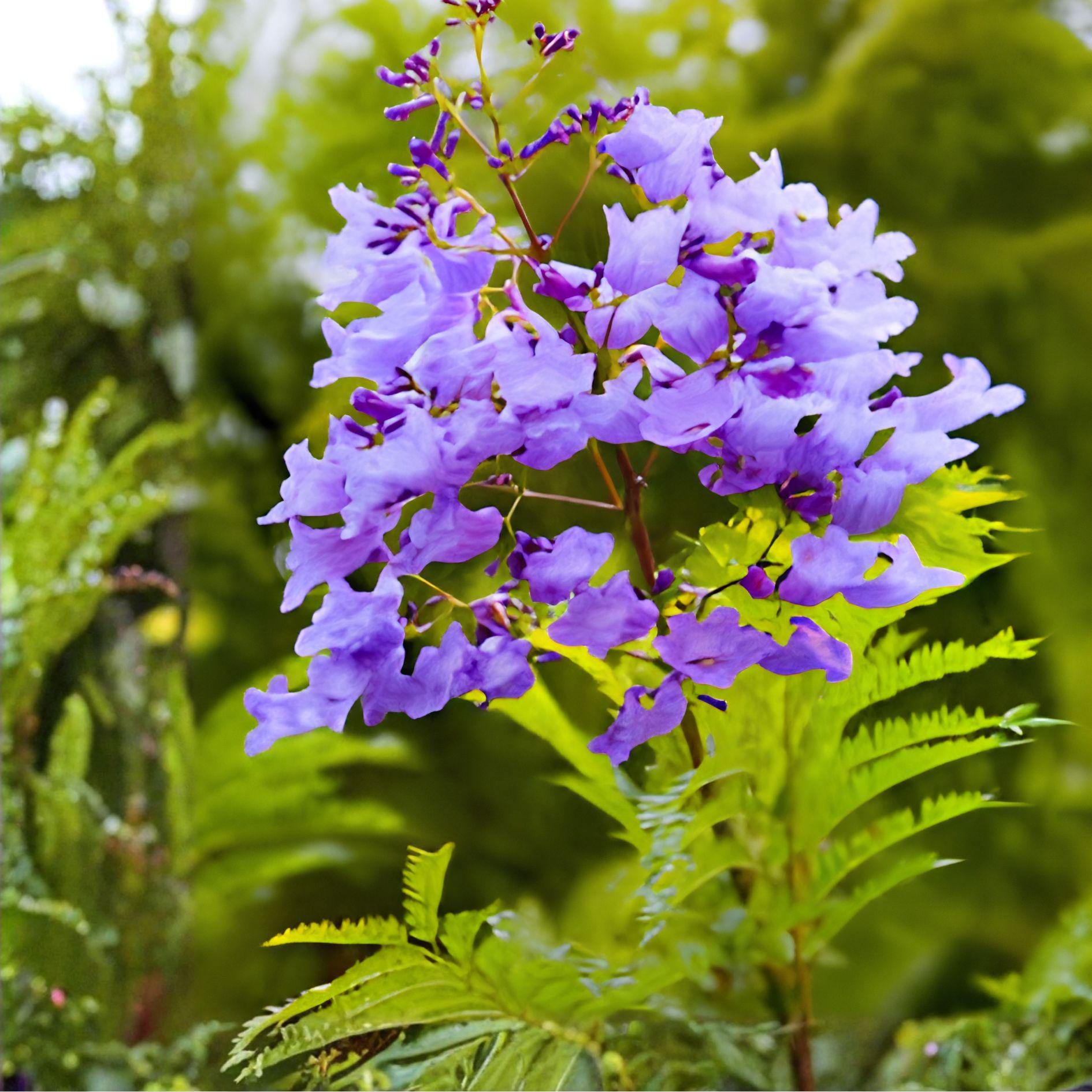 Jacaranda Tree Cuttings | 3 Live Unrooted Cuttings | Purple Blue Flowering Tree | Jacaranda Mimosifolia