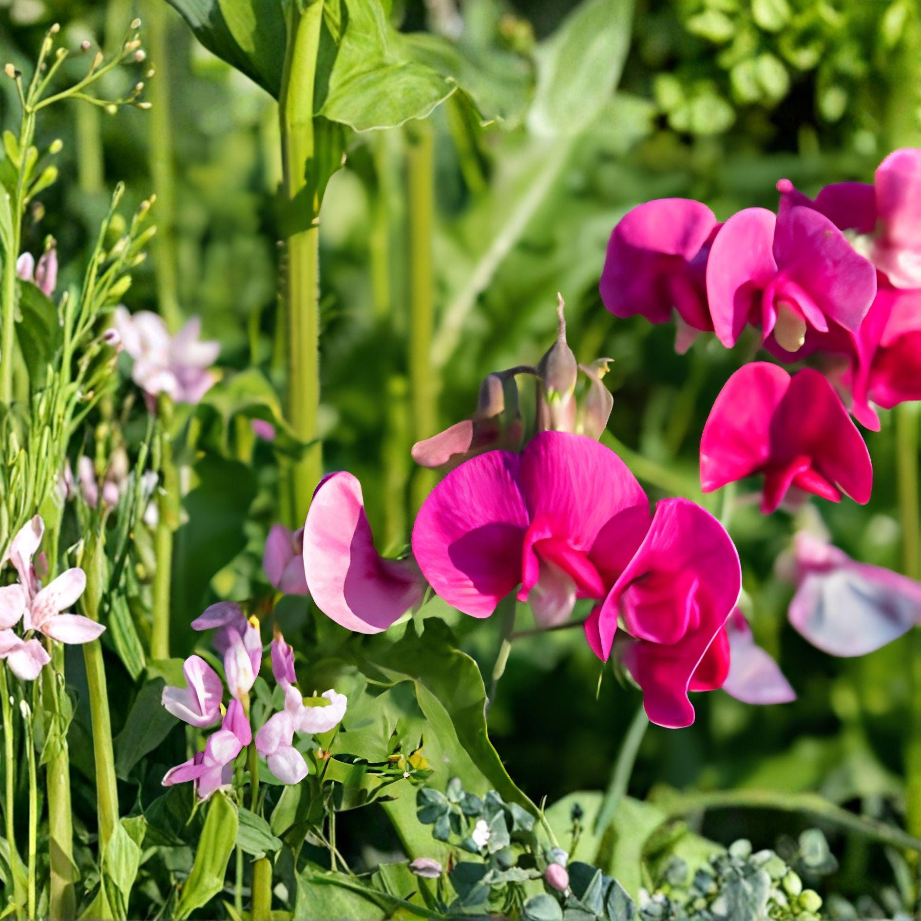 Sweet Pea Bush Cuttings | 7 Live 6" Cuttings | Polygala myrtifolia | Milkwort Flower Plant for Garden and Landscape