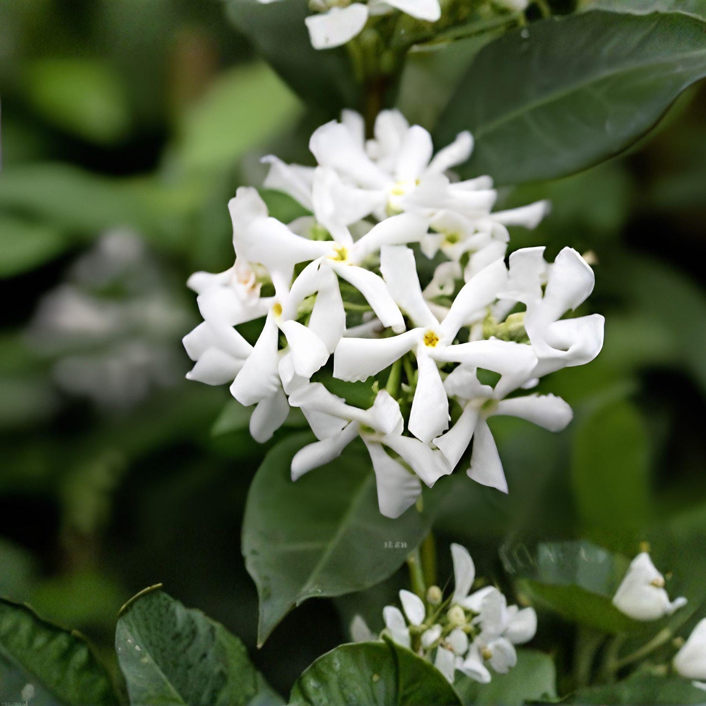 Star Jasmine Cuttings | 7 Unrooted Live Cuttings | Fragrant Climbing Vine | Trachelospermum Jasminoides