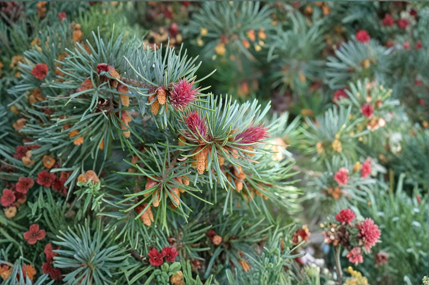 Blue Douglas Fir Seeds - 20 Non-GMO Seeds for Planting - Pseudotsuga menziesii var. glauca - Evergreen Conifer for Bonsai & Landscaping