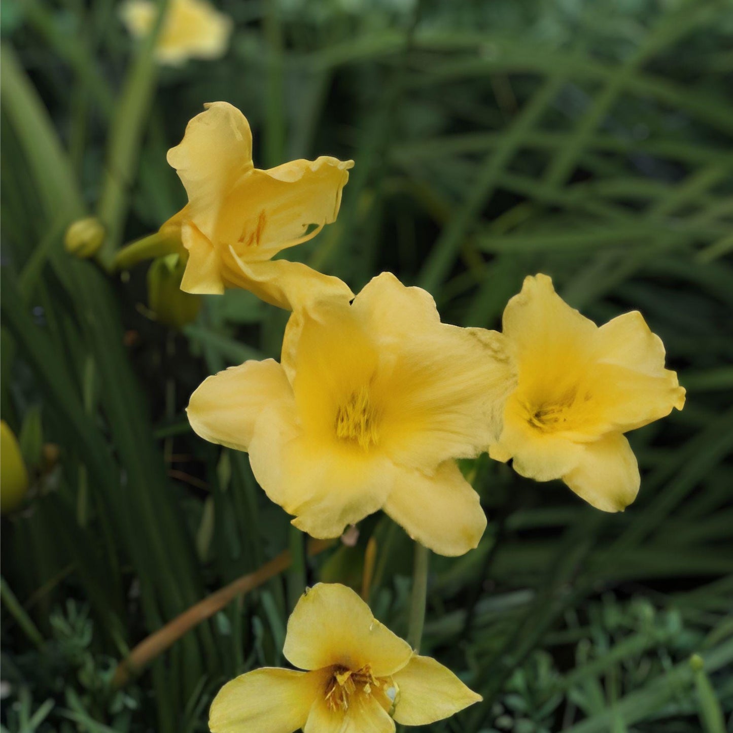 Live Root Big Time Happy Daylily | Yellow Reblooming Flower | Hemerocallis ‘Big Time Happy’ | Hardy Perennial Plant