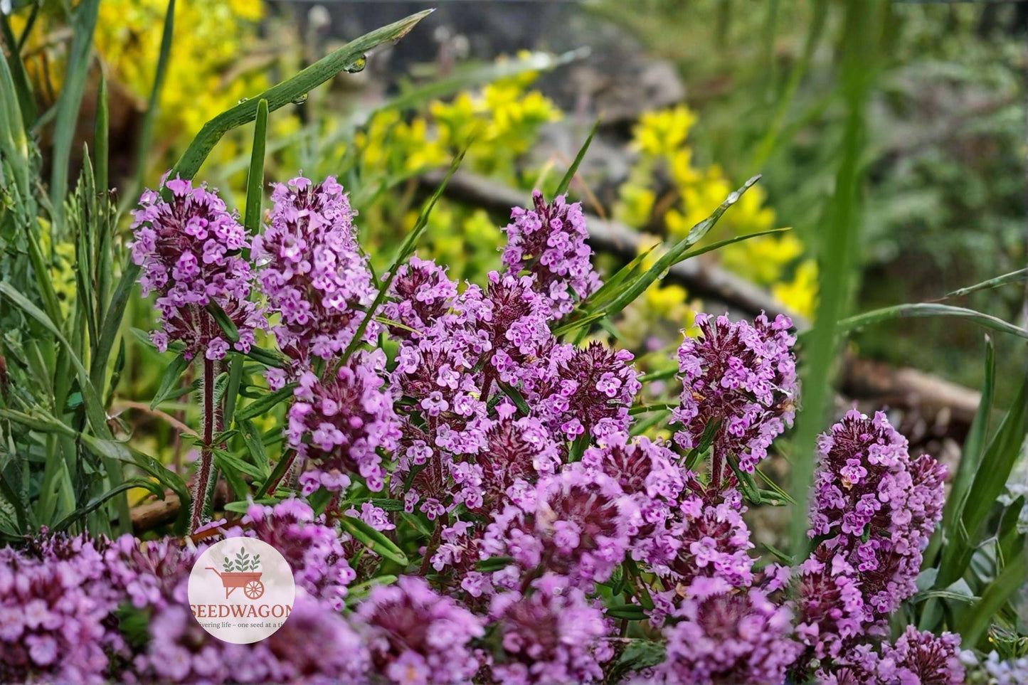 Wild Thyme Seeds, 100 Count, Broad-leaved Lemon Thyme, Thymus pulegioides, Aromatic Perennial Herb, Pollinator-Friendly Groundcover