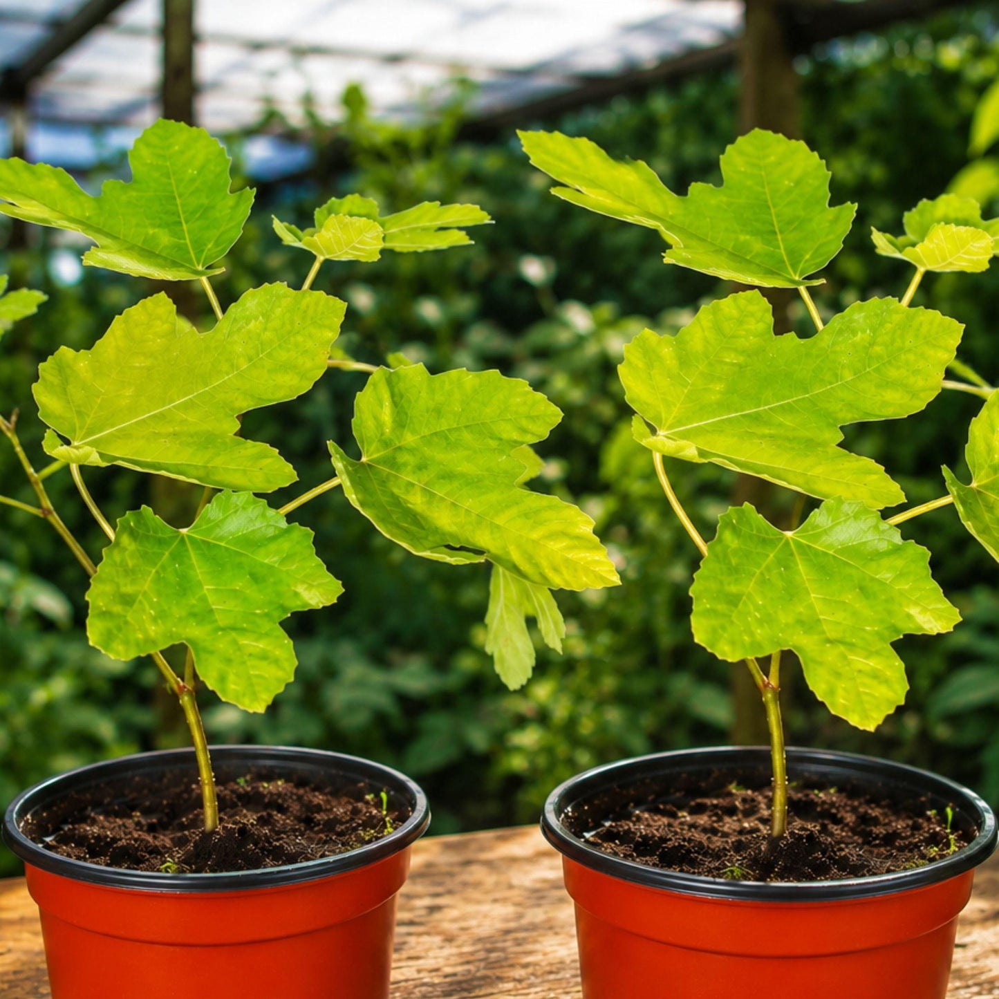 Latarula Fig Tree Plant Starter - Ficus carica, Fruit Bearing, 6-14 Inches, Ideal for Gardens & Containers