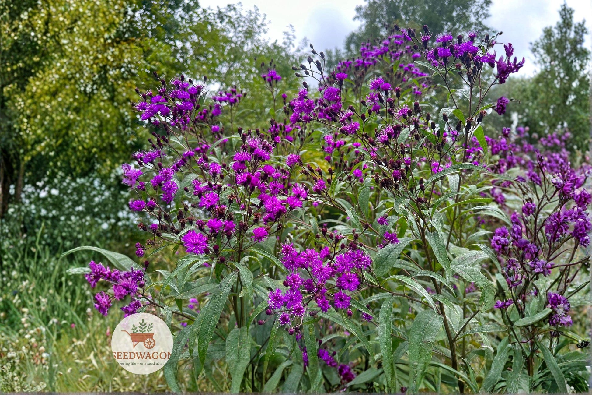 New York Ironweed Seeds - 100 Native Wildflower Seeds - Vernonia noveboracensis - Purple Pollinator Perennial