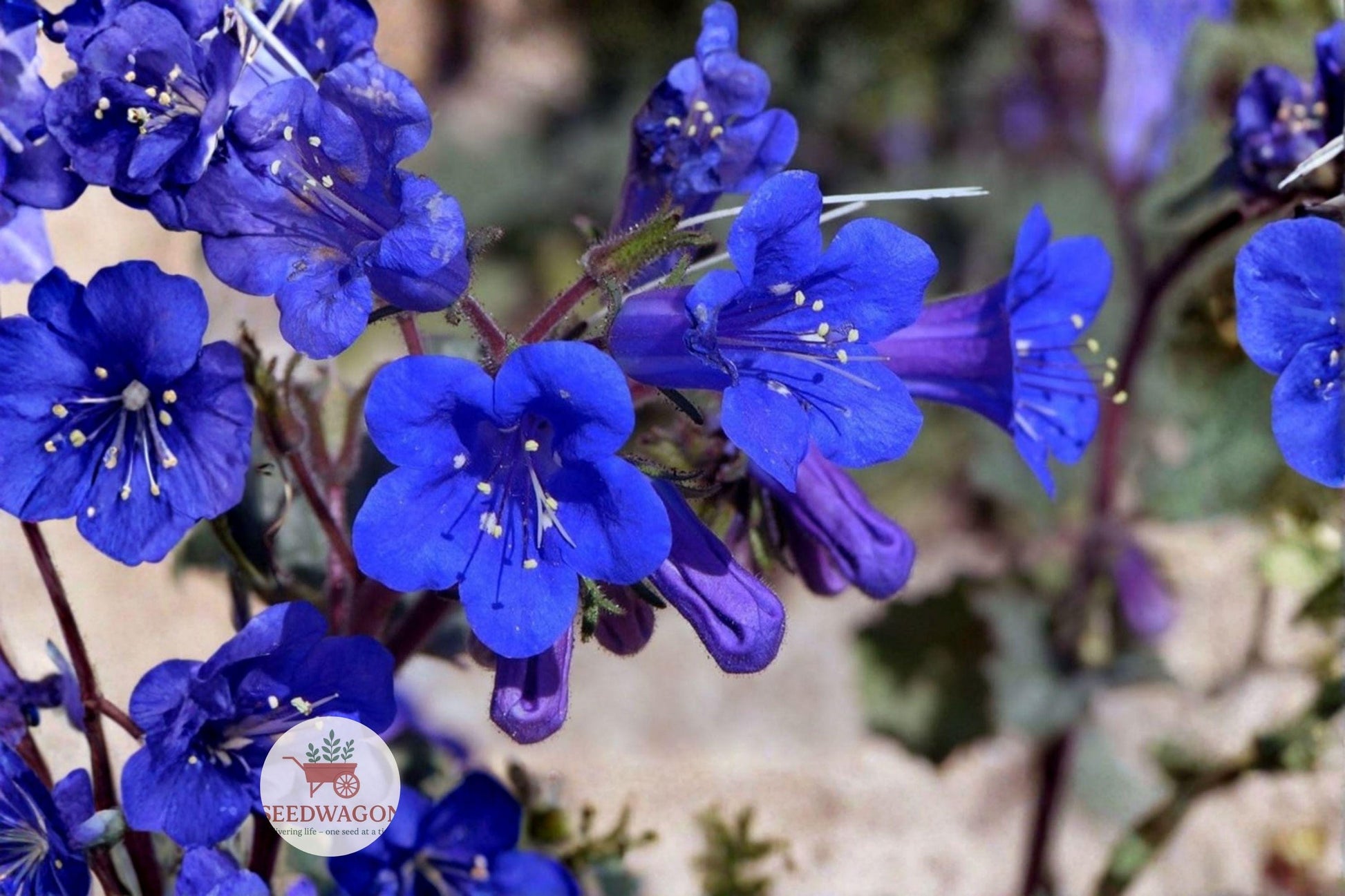California Bluebells Seeds - 100 Pack - Phacelia campanularia - Deep Blue Wildflower Garden Seeds for Pollinator-Friendly Gardens