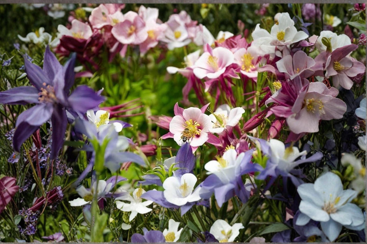 McKana Columbine Seeds - 100 Multicolor Perennial Flower Seeds - Aquilegia x hybrida - Pollinator Friendly Garden Plant
