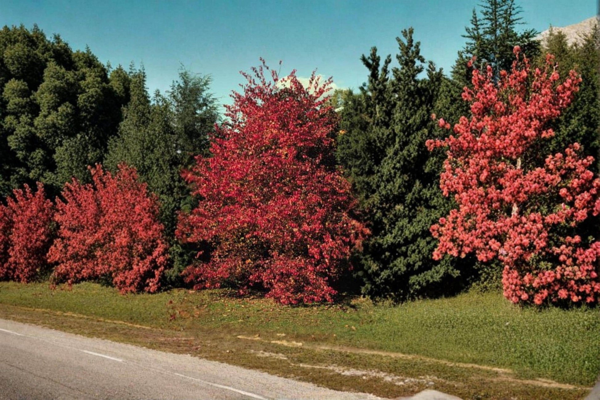 Thornless Hawthorn Seeds - 30 Count - Crataegus crus-galli - Deciduous Ornamental Tree for Wildlife-Friendly Gardens
