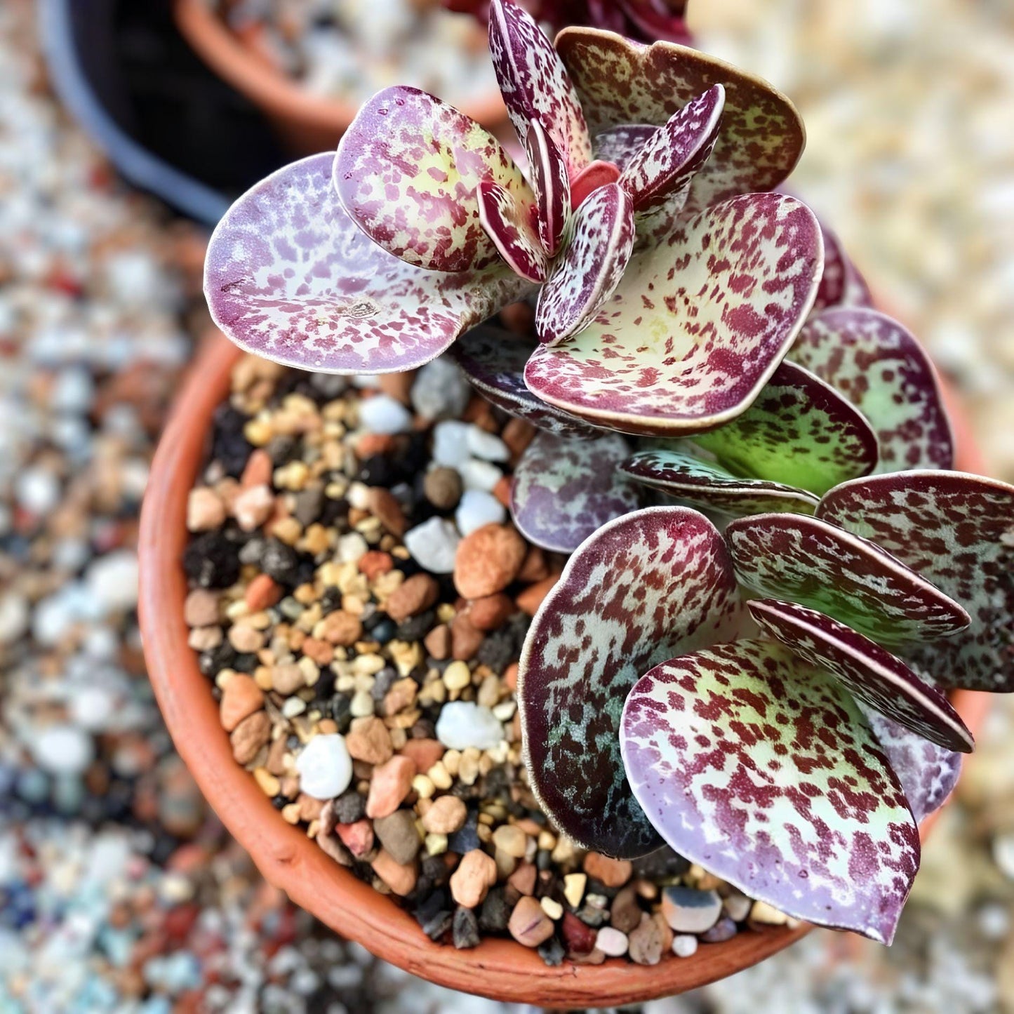 Calico Hearts Succulent | Live Rooted Plant | Adromischus Maculatus | Chocolate Drop Succulent | Easy Care Indoor/Outdoor Plant