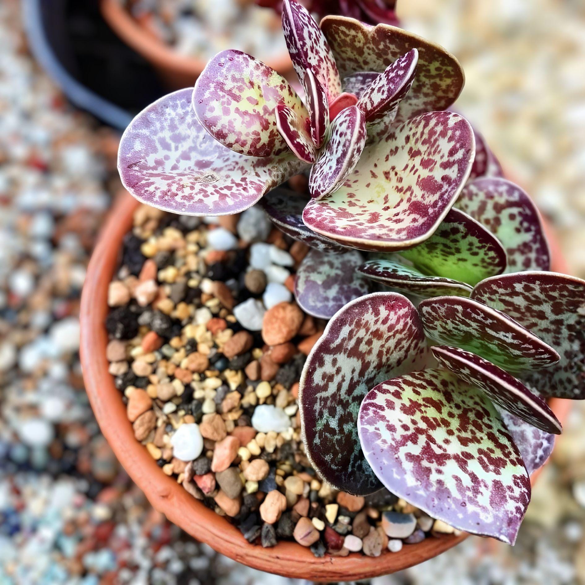 Calico Hearts Succulent | Live Rooted Plant | Adromischus Maculatus | Chocolate Drop Succulent | Easy Care Indoor/Outdoor Plant