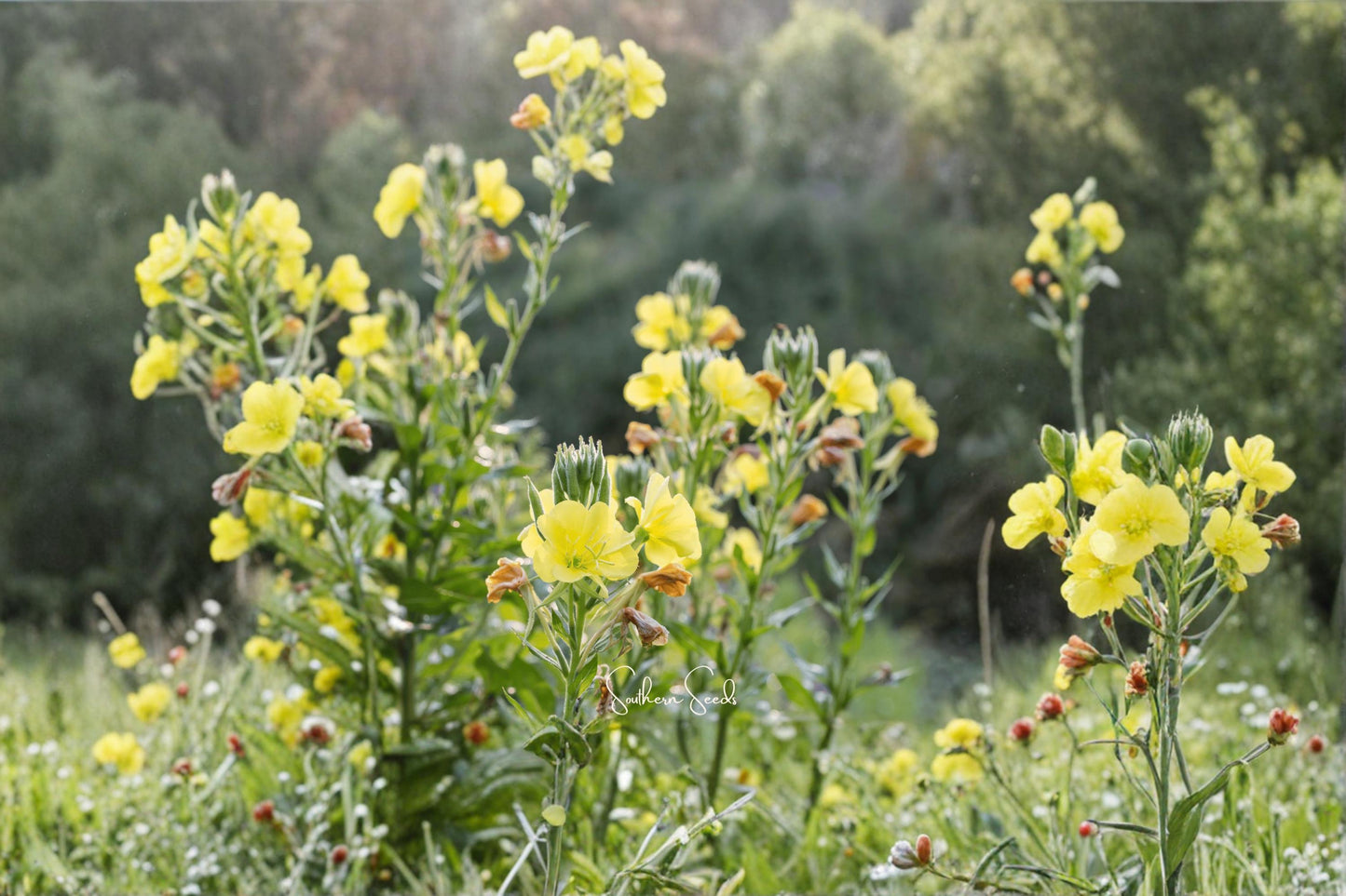 Evening Primrose Seeds 100 Count – Oenothera biennis – Yellow Flowering Wildflower for Gardens & Pollinator-Friendly Landscapes