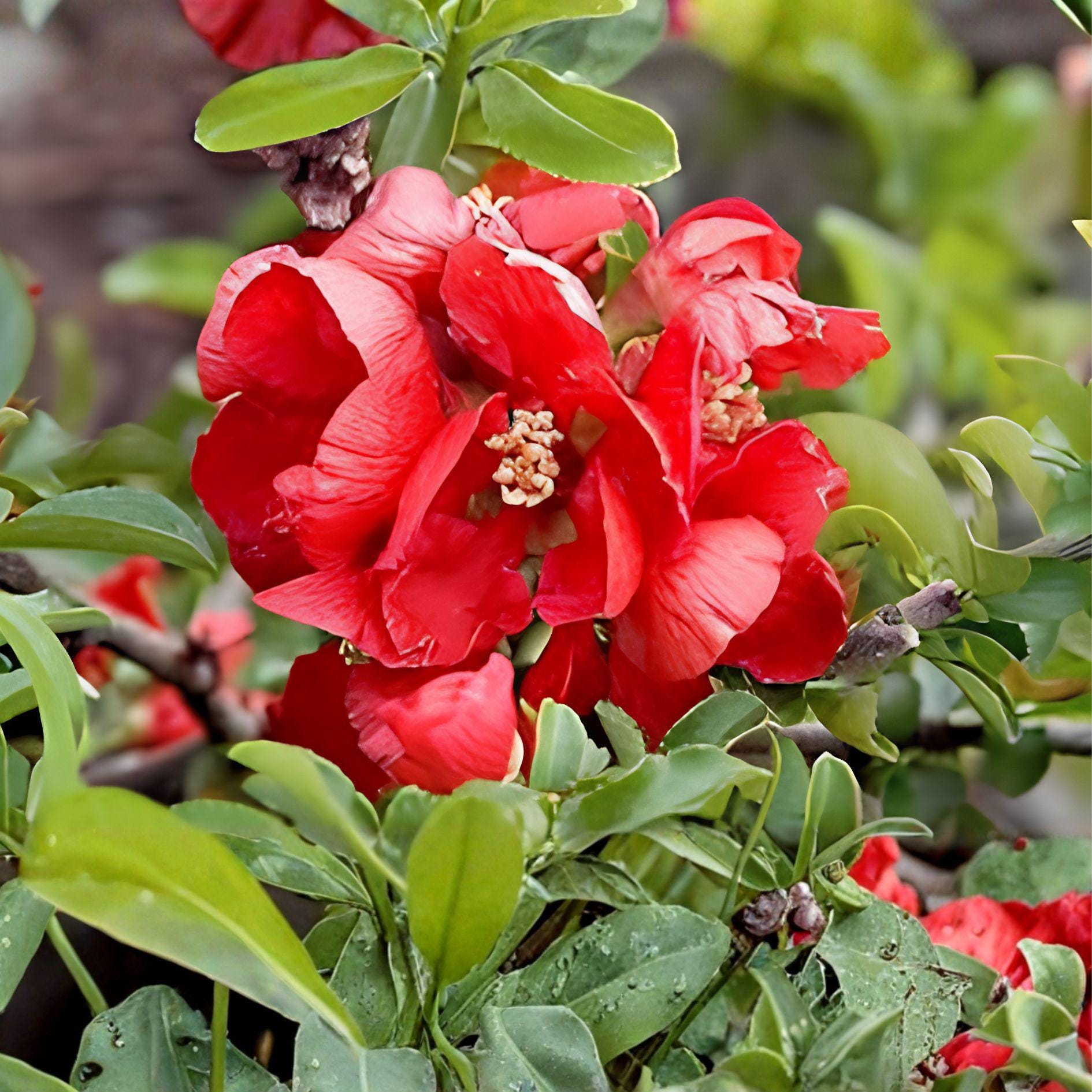 Texas Scarlet Flowering Quince Live Plant 6-8 Inch Red Flowering Bush Chaenomeles × superba ‘Texas Scarlet’