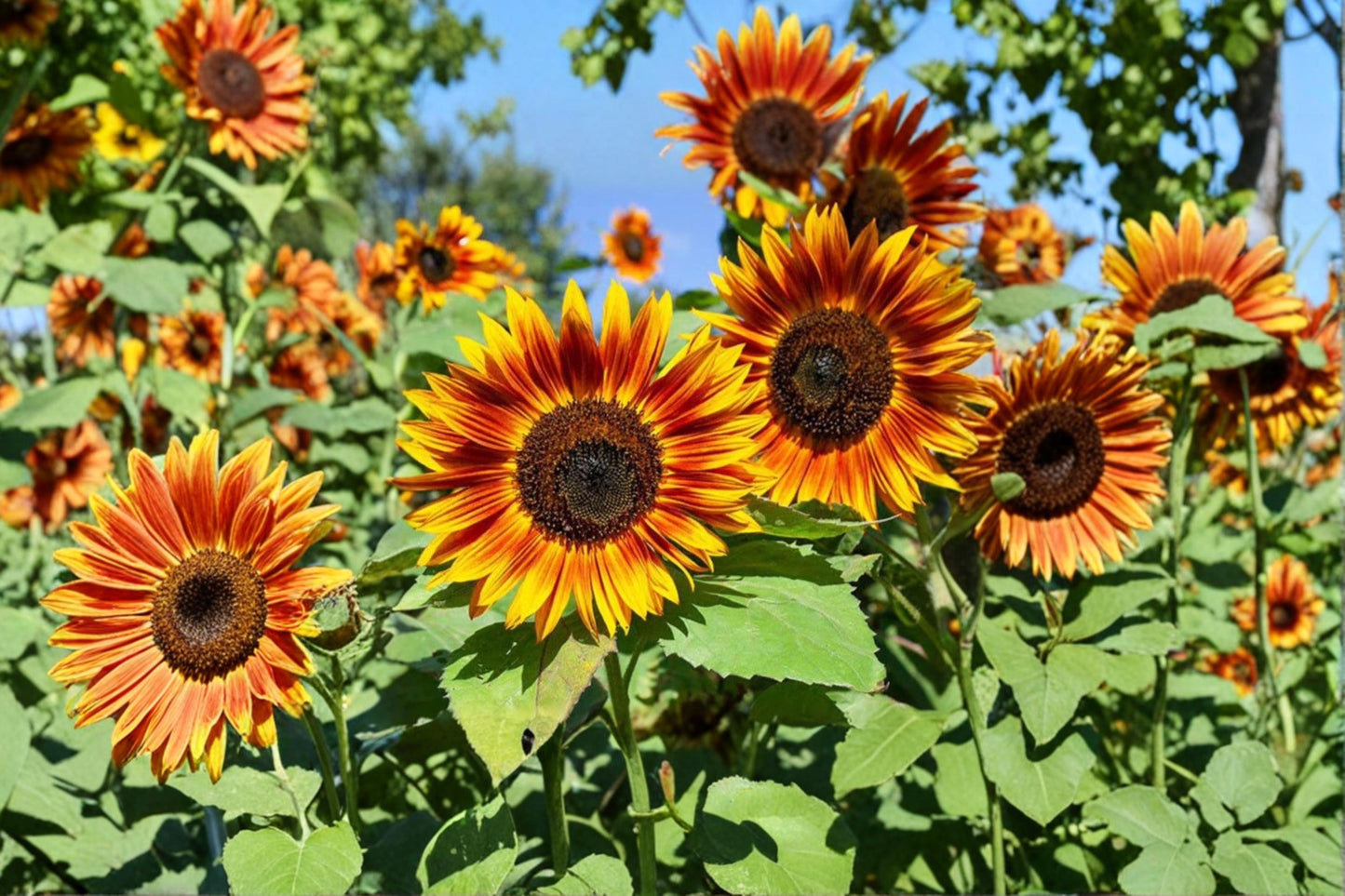 Red Sun Sunflower Seeds - 50 Heirloom Seeds for Planting, Burgundy Bronze Blooms, Helianthus annuus, Pollinator Friendly