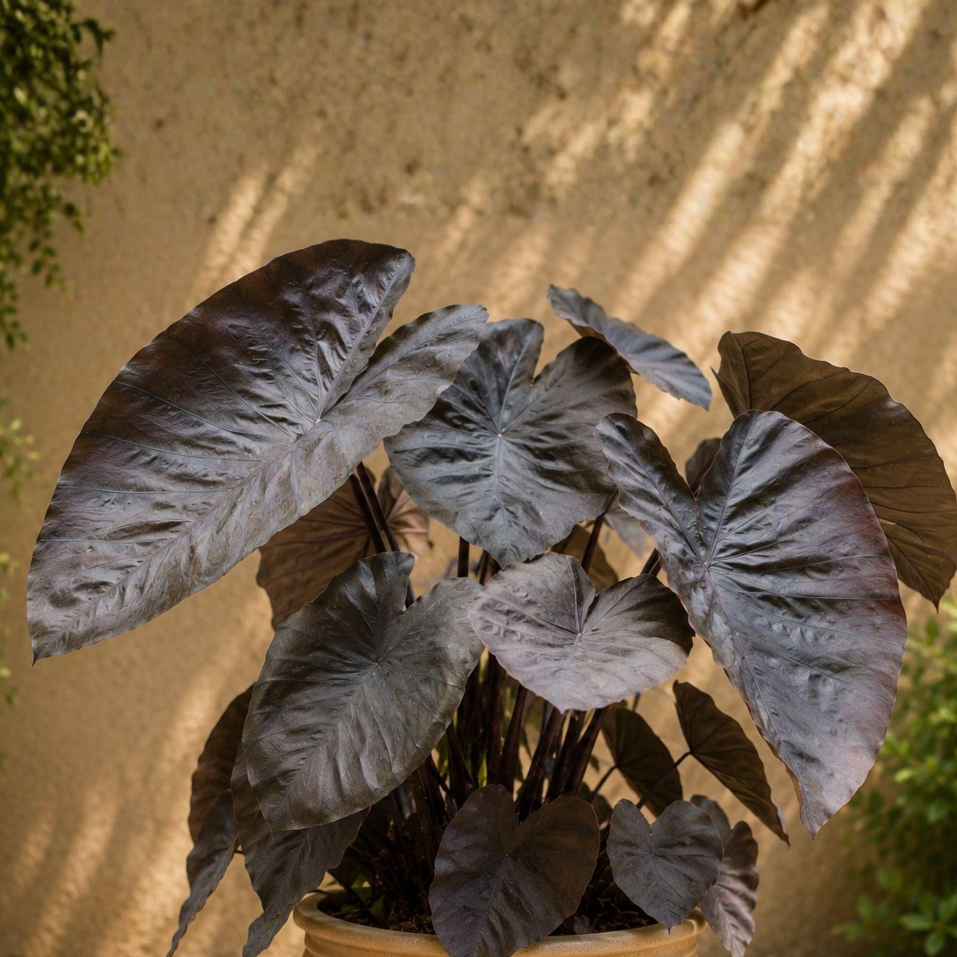 Colocasia Diamond Head Bulb - Nearly Black Elephant Ear Plant, Colocasia esculenta ‘Diamond Head’, Tropical Foliage Bulb