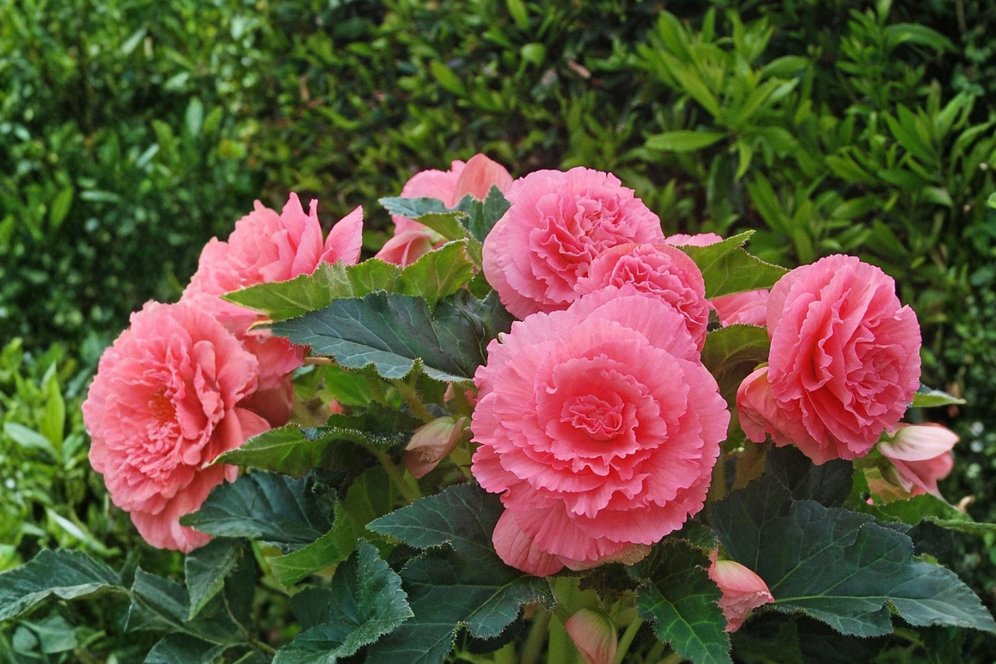 Giant Ruffled Pink Begonia Bulbs - Pack of 3 - Begonia x tuberhybrida - Tropical Summer Flowers for Shade Gardens