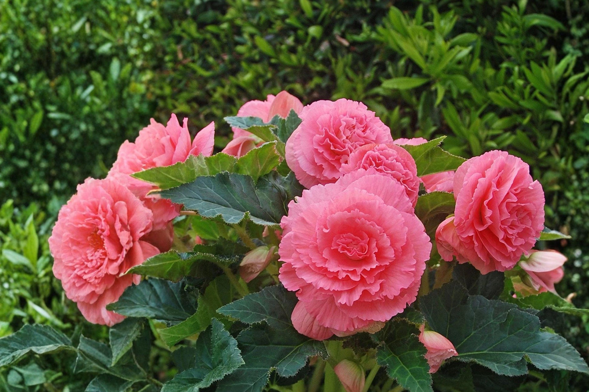 Giant Ruffled Pink Begonia Bulbs - Pack of 3 - Begonia x tuberhybrida - Tropical Summer Flowers for Shade Gardens