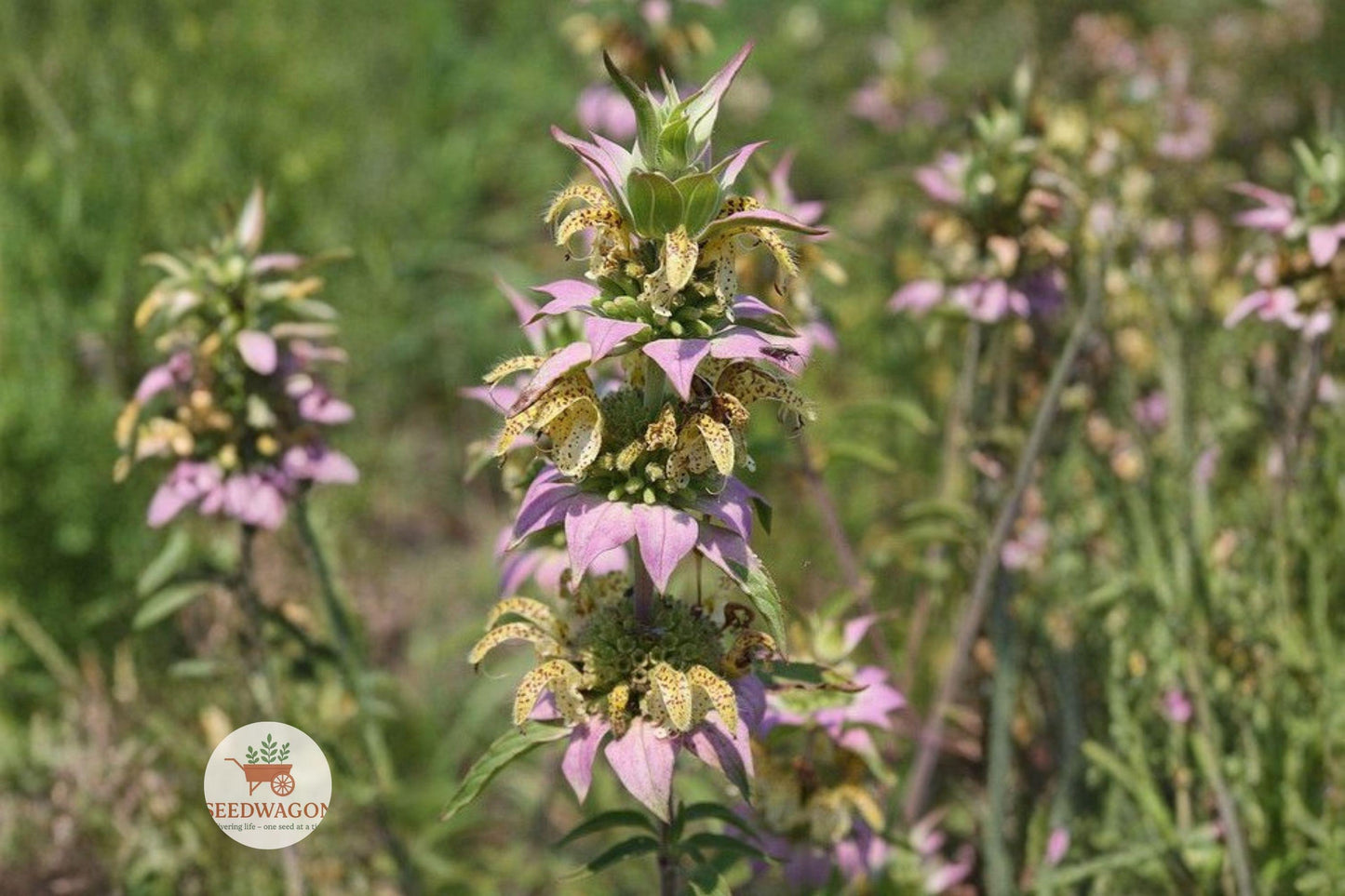 Spotted Bee Balm Seeds 100 Count - Monarda Punctata Native Wildflower Herb for Pollinator Gardens, Cream Yellow Purple Blooms