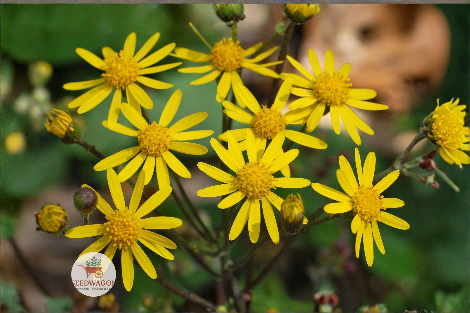 Golden Ragwort Seeds Pack 75 - Native Wildflower, Golden Yellow Blooms, Packera Aurea, Pollinator Friendly, Shade Garden