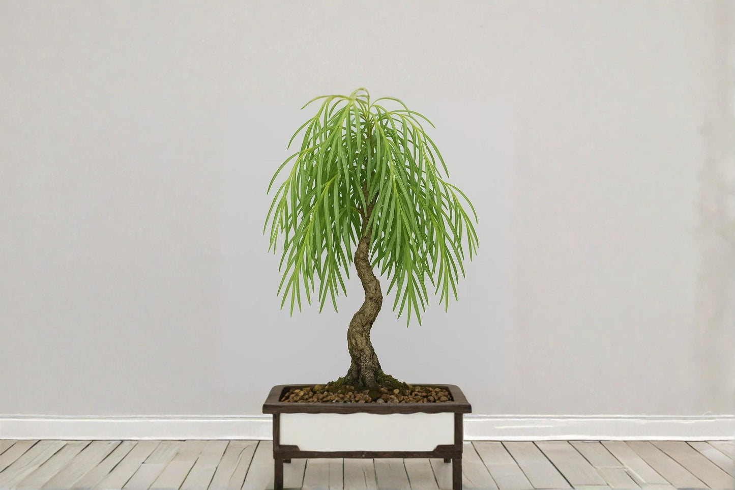 Dwarf Australian Weeping Willow Cutting - Live Bonsai Starter - Salix sp. - Bare Root for Propagation & Bonsai Growing
