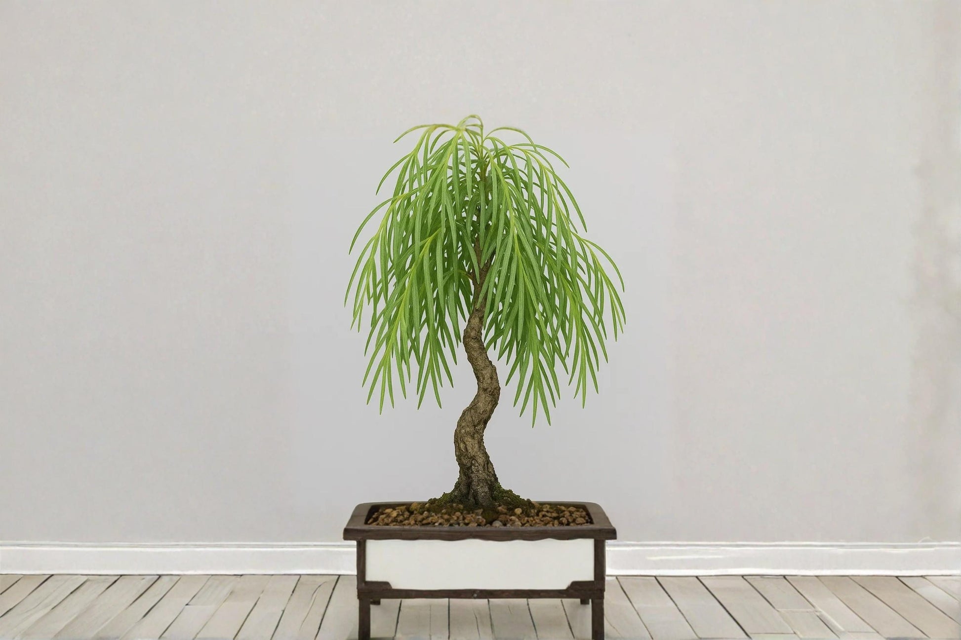 Dwarf Australian Weeping Willow Cutting - Live Bonsai Starter - Salix sp. - Bare Root for Propagation & Bonsai Growing