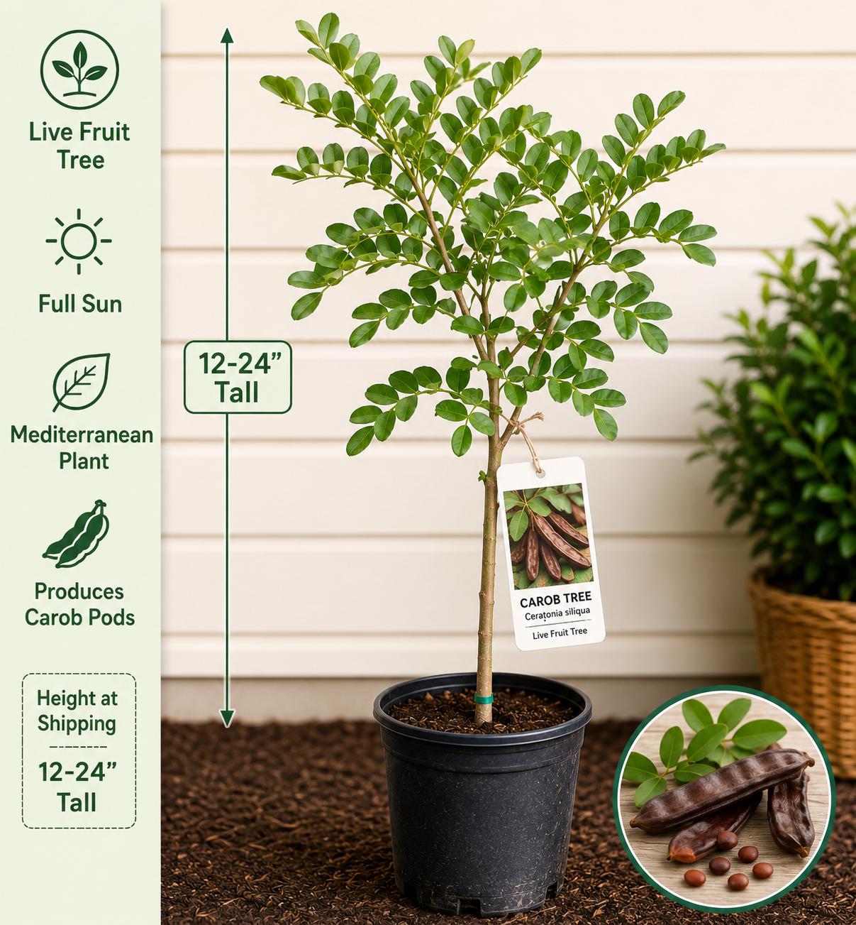 Carob Tree Live Plant 12-24 Inches Tall - Ceratonia siliqua - Edible Fruit Tree - Fast Growing