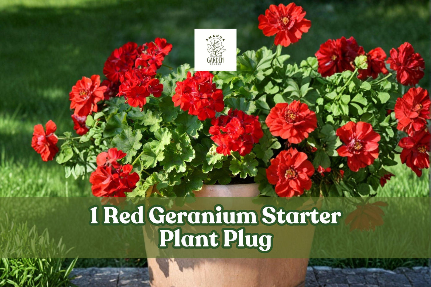 Red Geranium Starter Plant Plug - Pelargonium × hortorum - Well Rooted Flowering Red Plant for Containers, Patio, and Garden Display