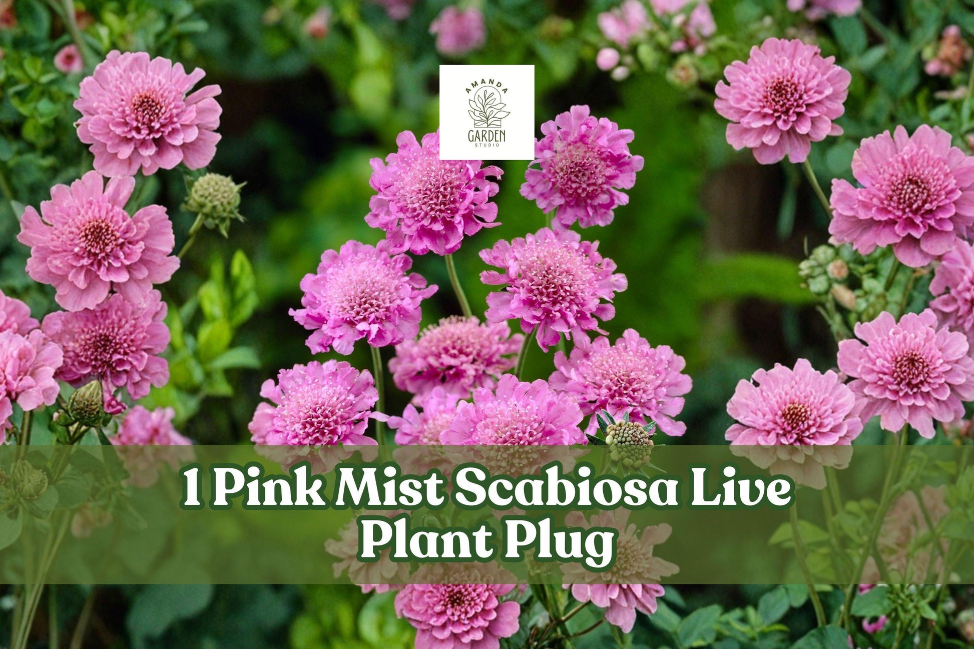 Pink Mist Scabiosa Live Plant Plug, Pink Pincushion Flower, Scabiosa columbaria ‘Pink Mist’, Perennial Starter for Cottage Gardens