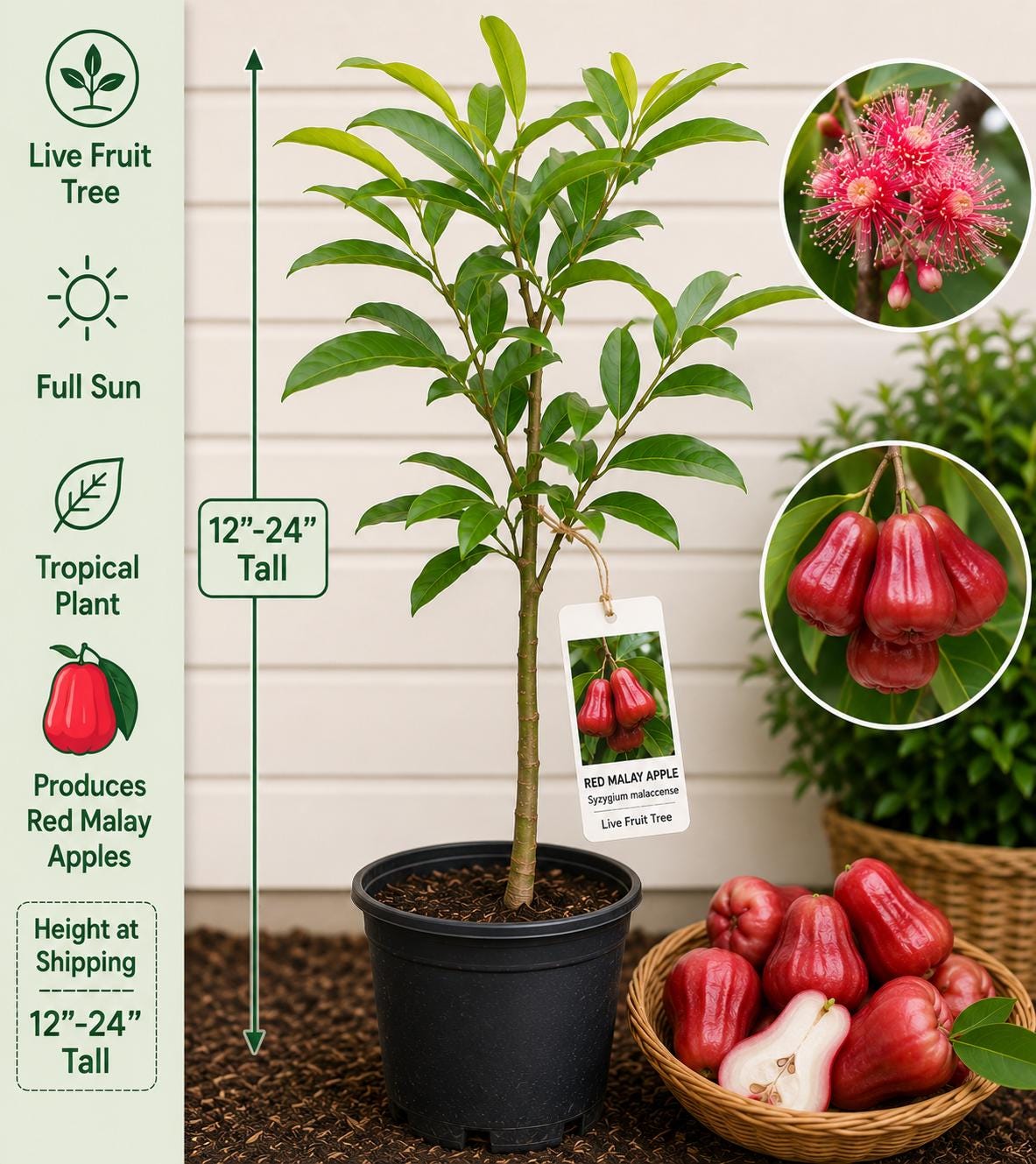 Red Malay Apple Live Fruit Tree 12-24 Inches - Syzygium malaccense - Easy to Grow Tropical Fruit Plant