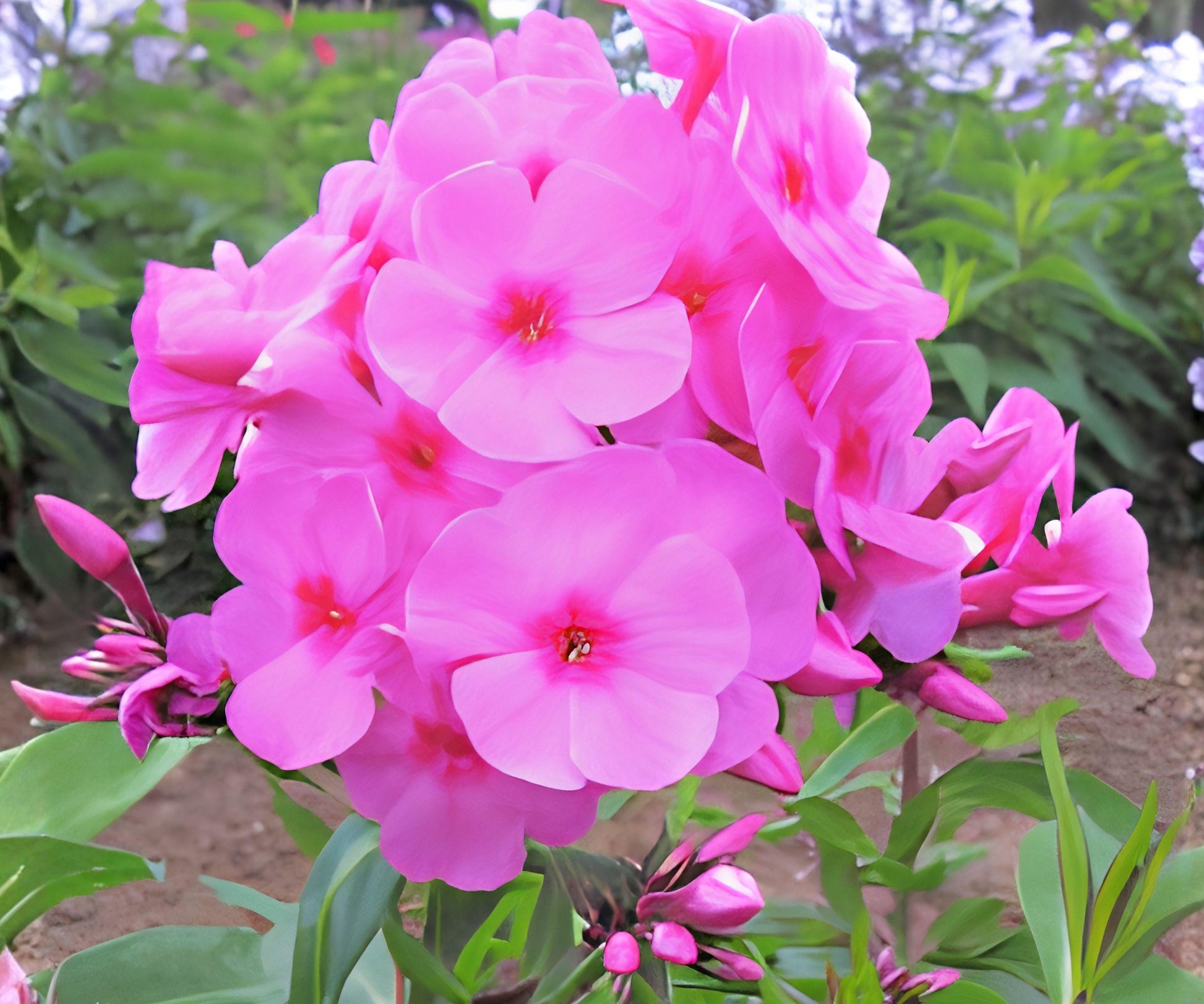 Phlox Eva Cullum Plant - Fragrant Pink Perennial - Phlox paniculata - Hardy Zone 4-8 - Attracts Hummingbirds & Pollinators