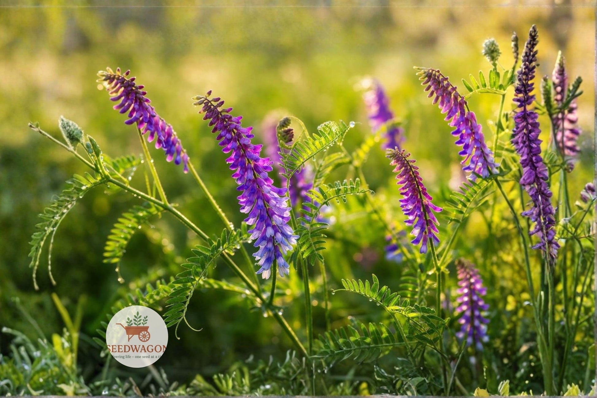 Hairy Vetch Seeds - 100 Count Purple Bounty Cover Crop, Nitrogen Fixing, Pollinator Friendly, Vicia villosa