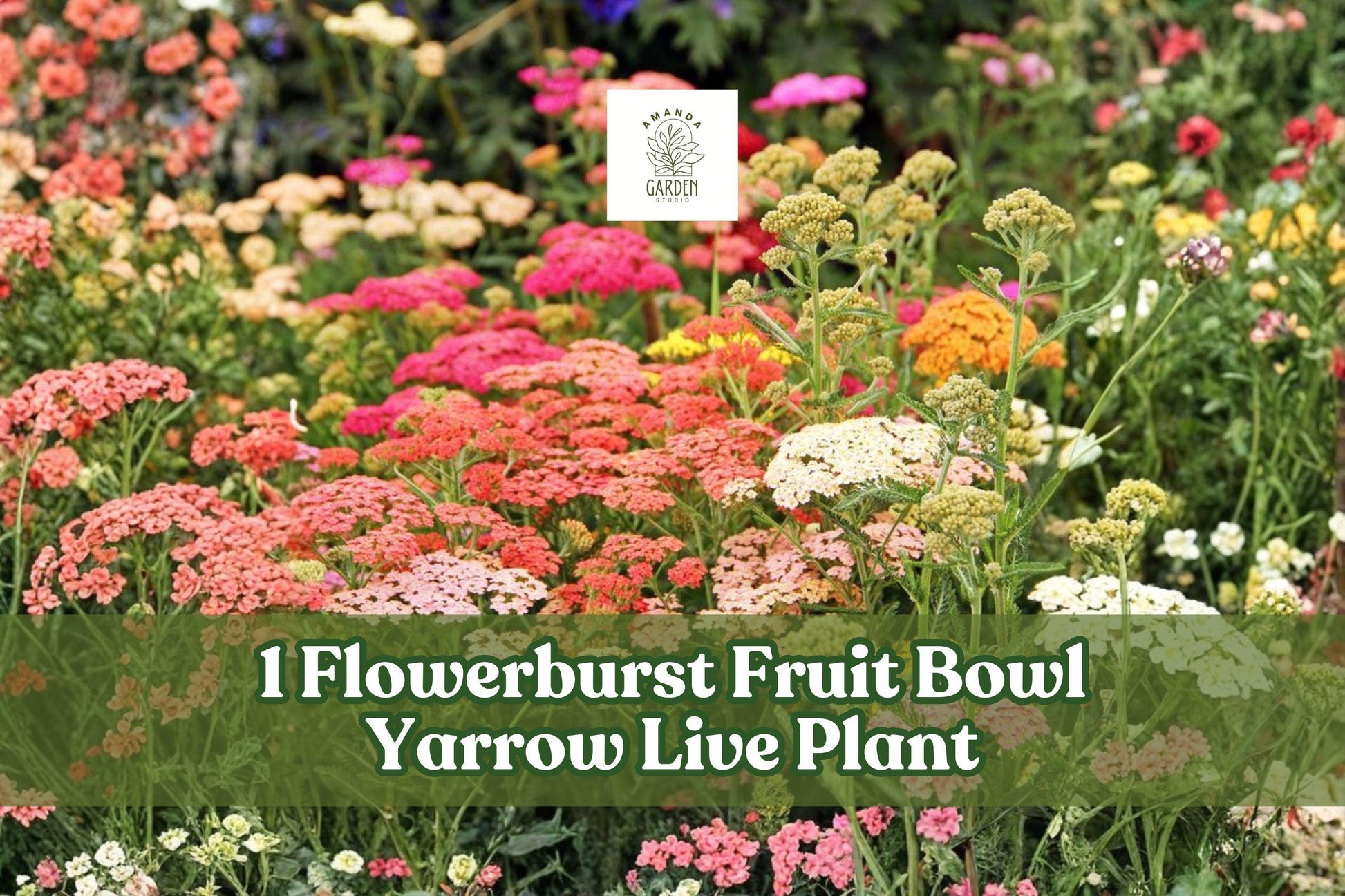 Yarrow Live Plant Starter - Flowerburst Fruit Bowl - Achillea Millefolium - Pollinator Friendly Perennial - Multicolor Blooms